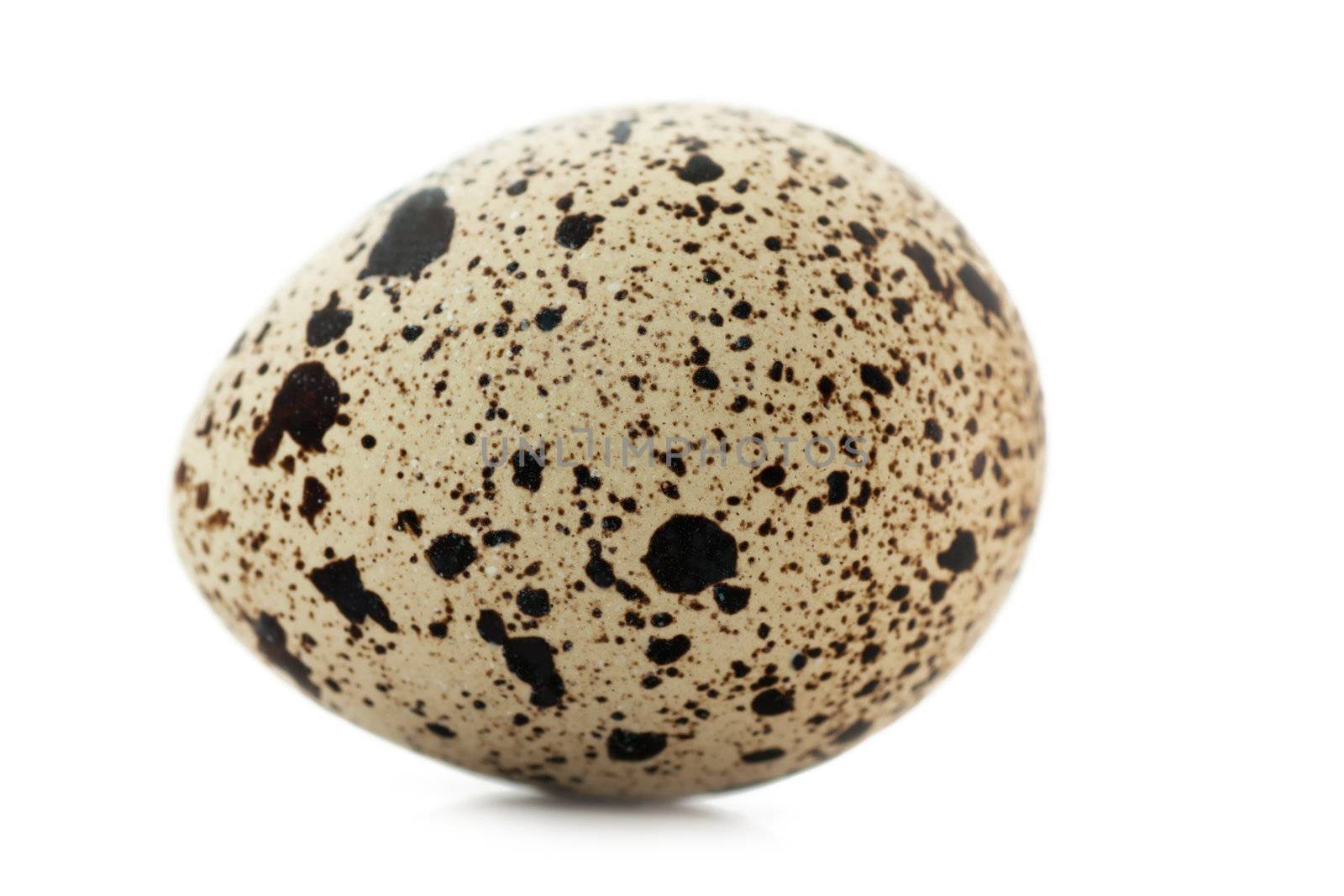 One quail egg isolated on white
