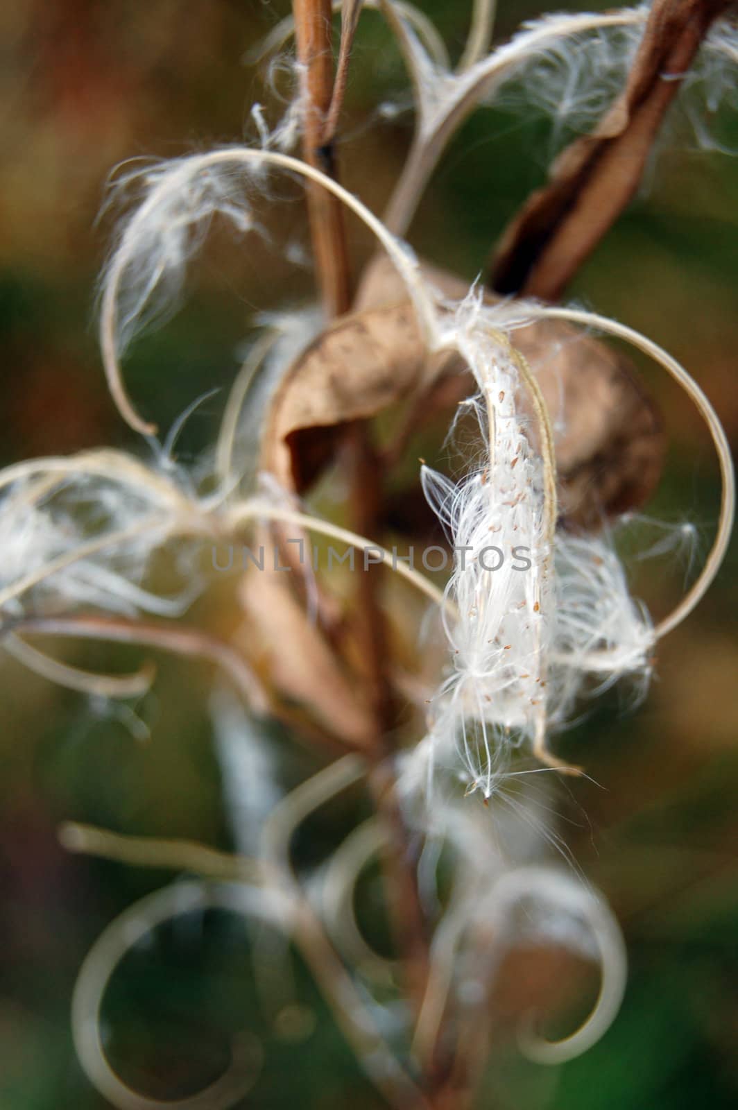 faded flower by mojly