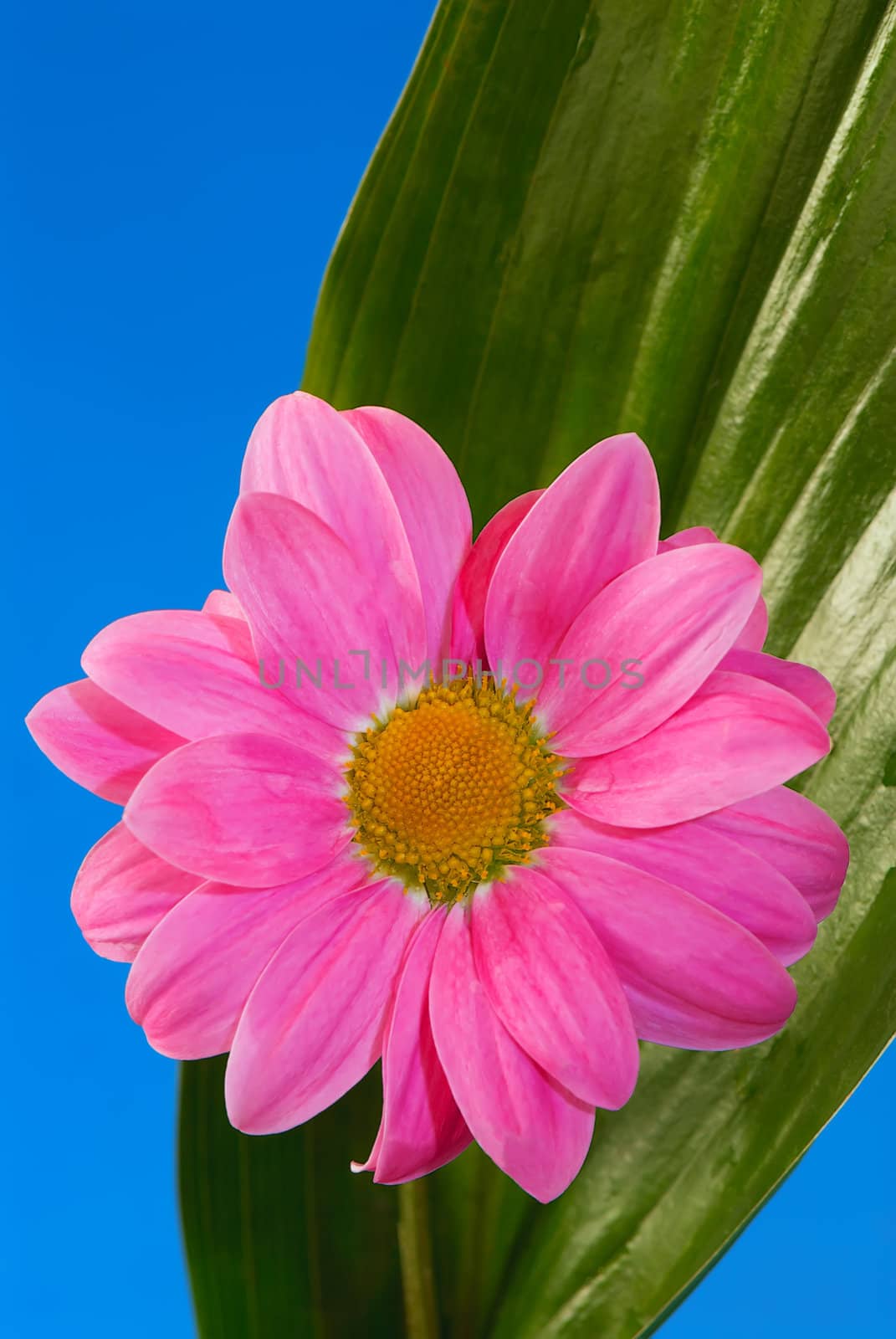Pink flower on a green exotic leaf. Illustration of spa