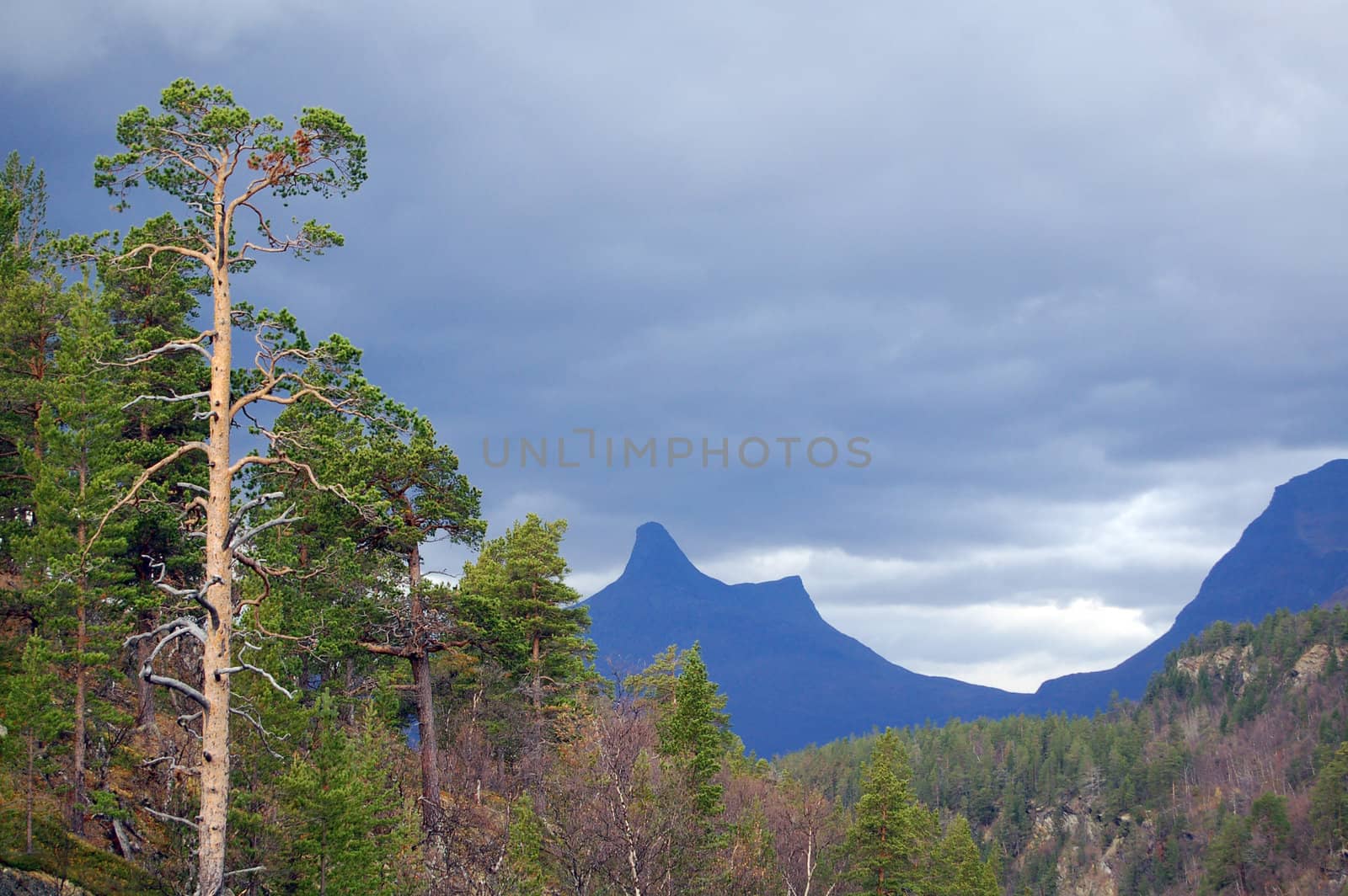 Mountain and trees by mojly