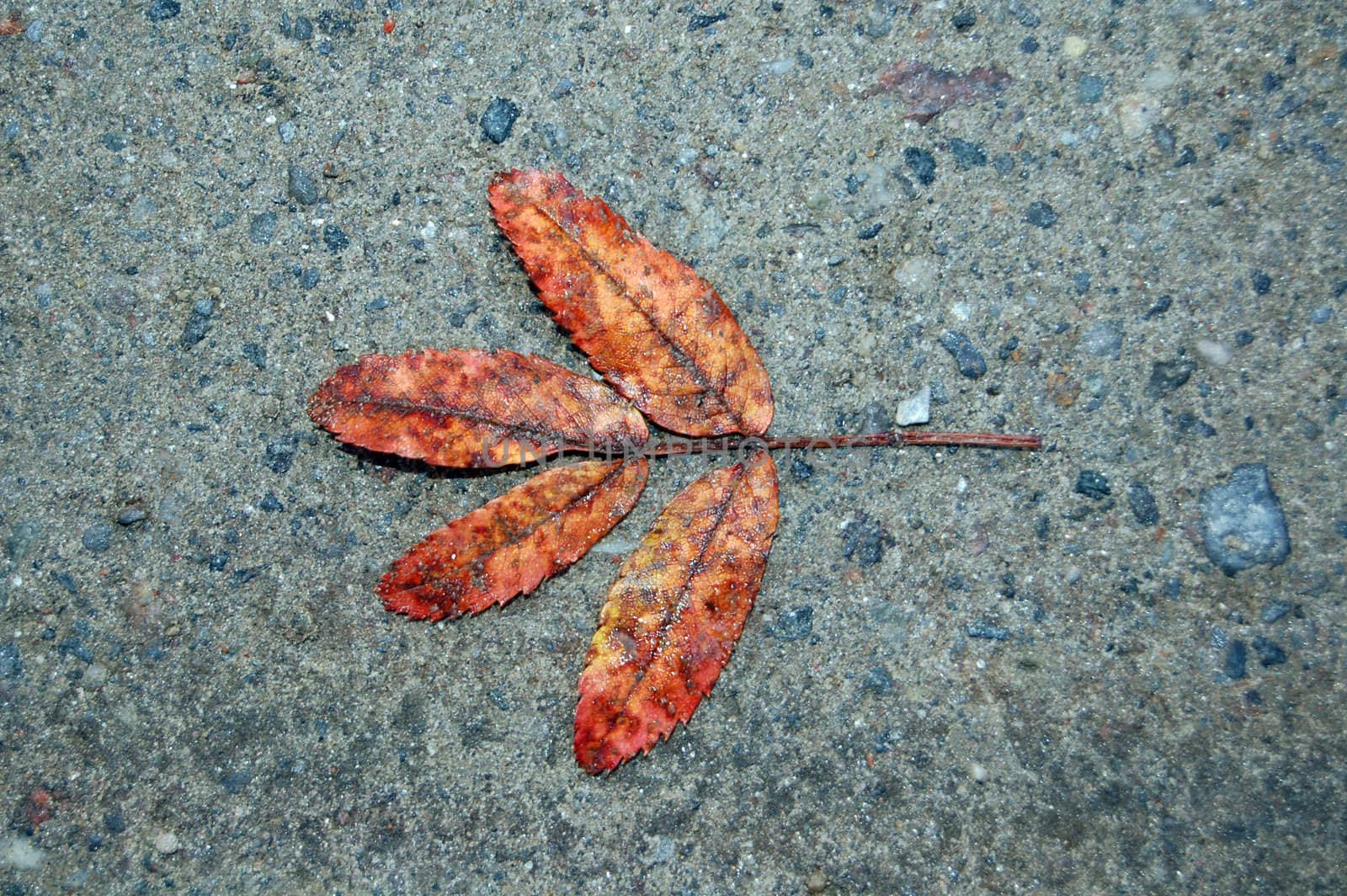 Leaf on the ground by mojly