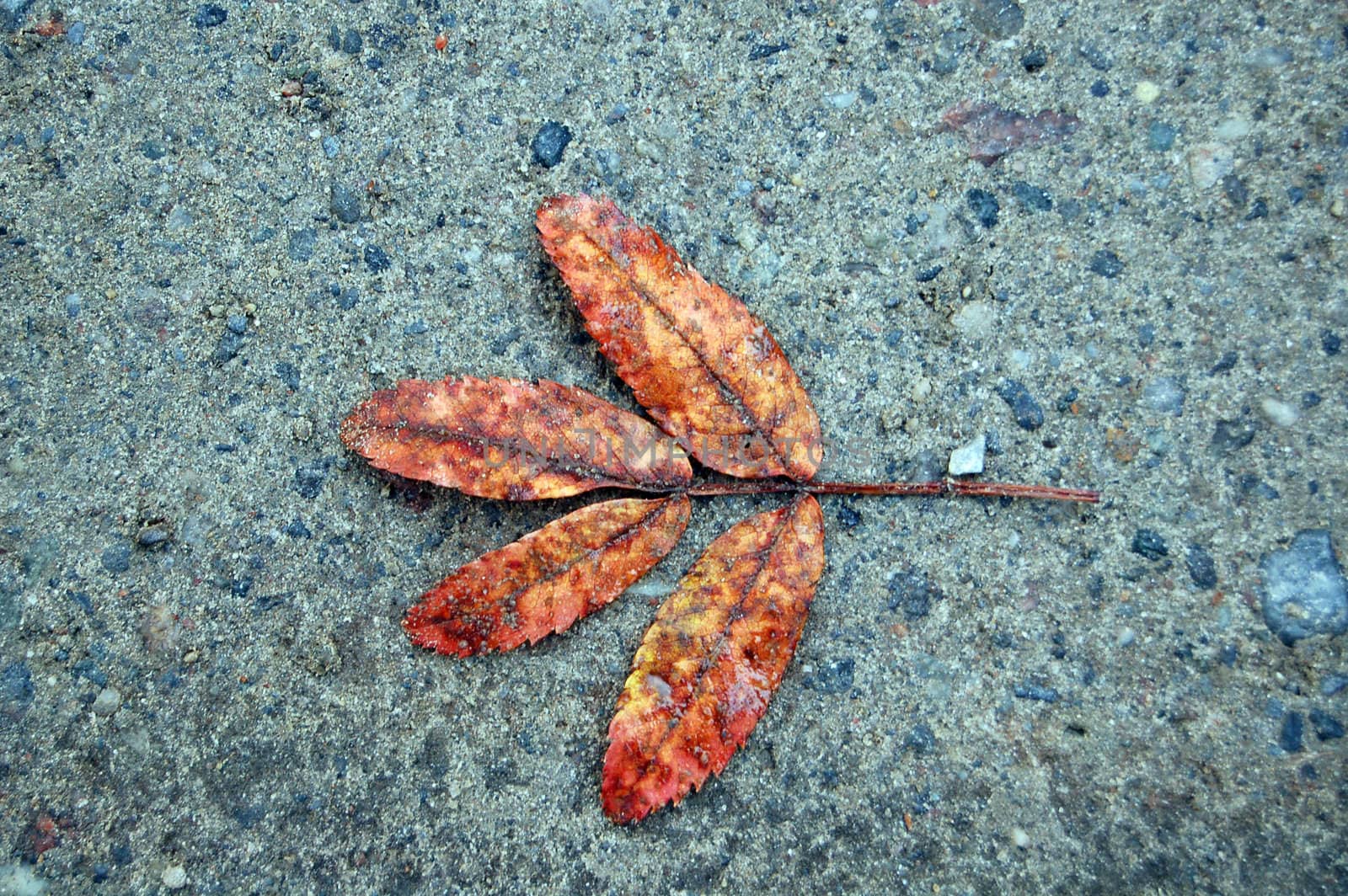 Leaf on the ground by mojly