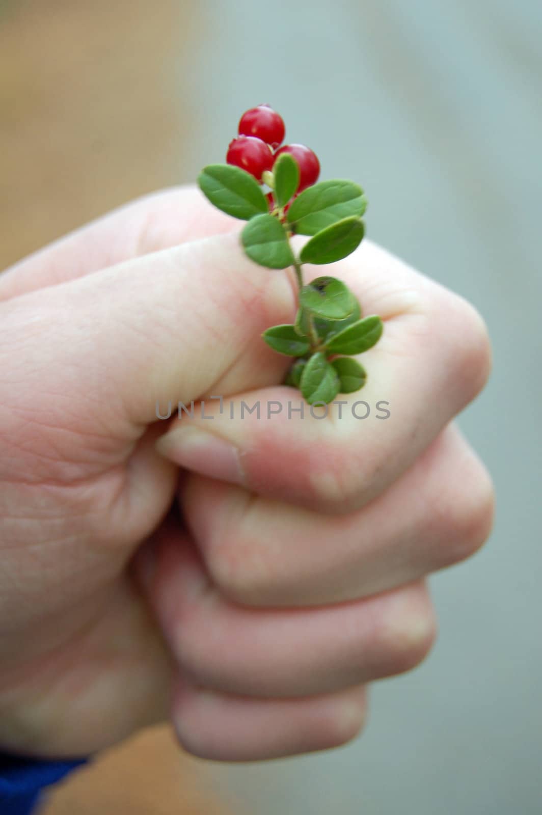 cranberries in hand