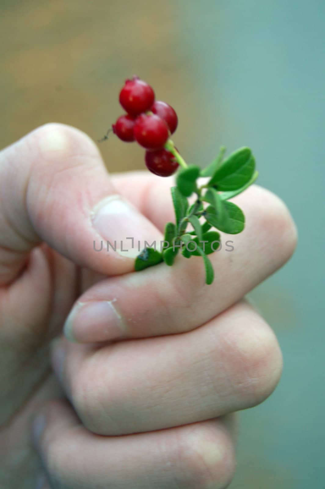 cranberries in hand