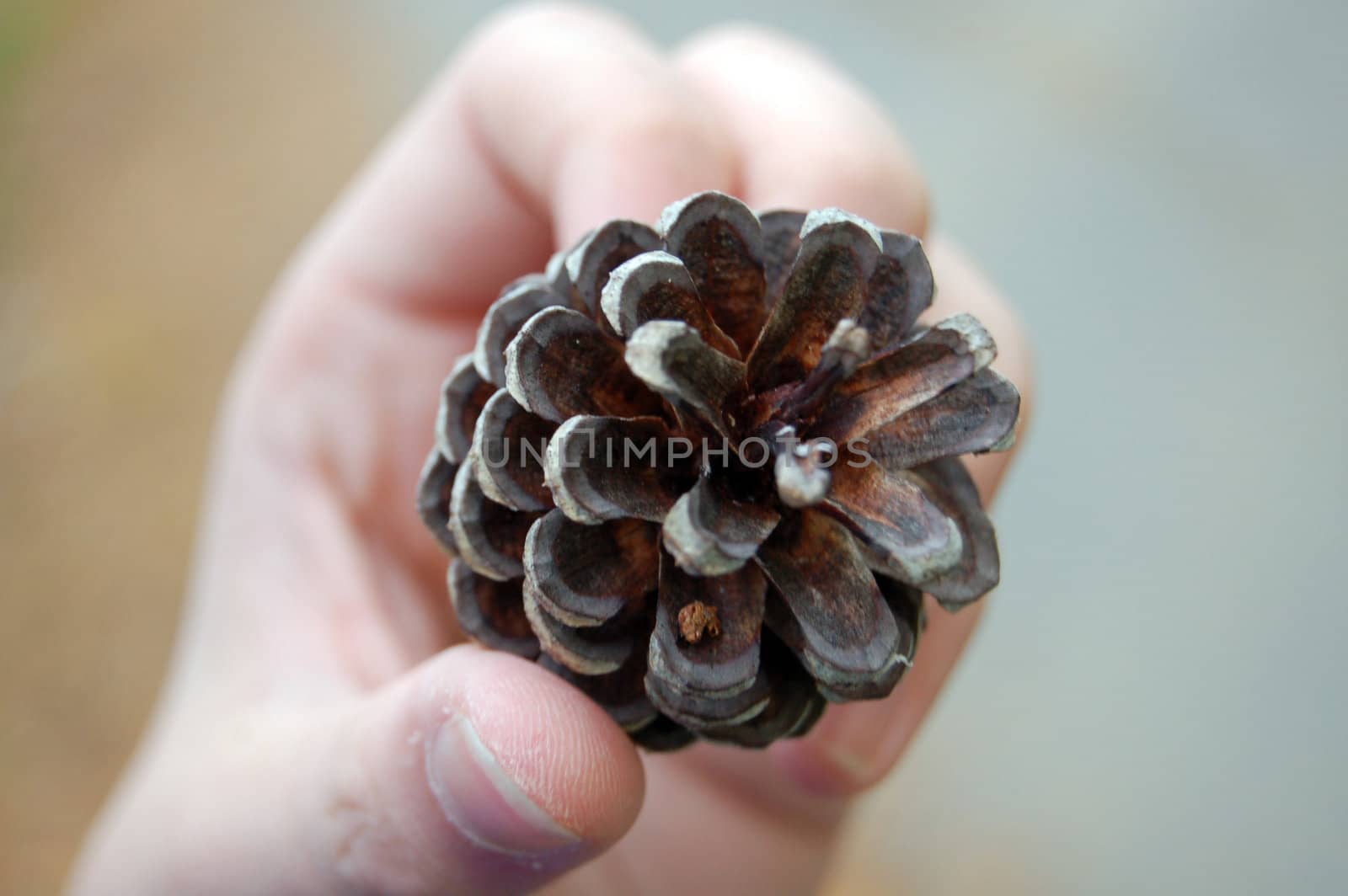 pinecone in hand