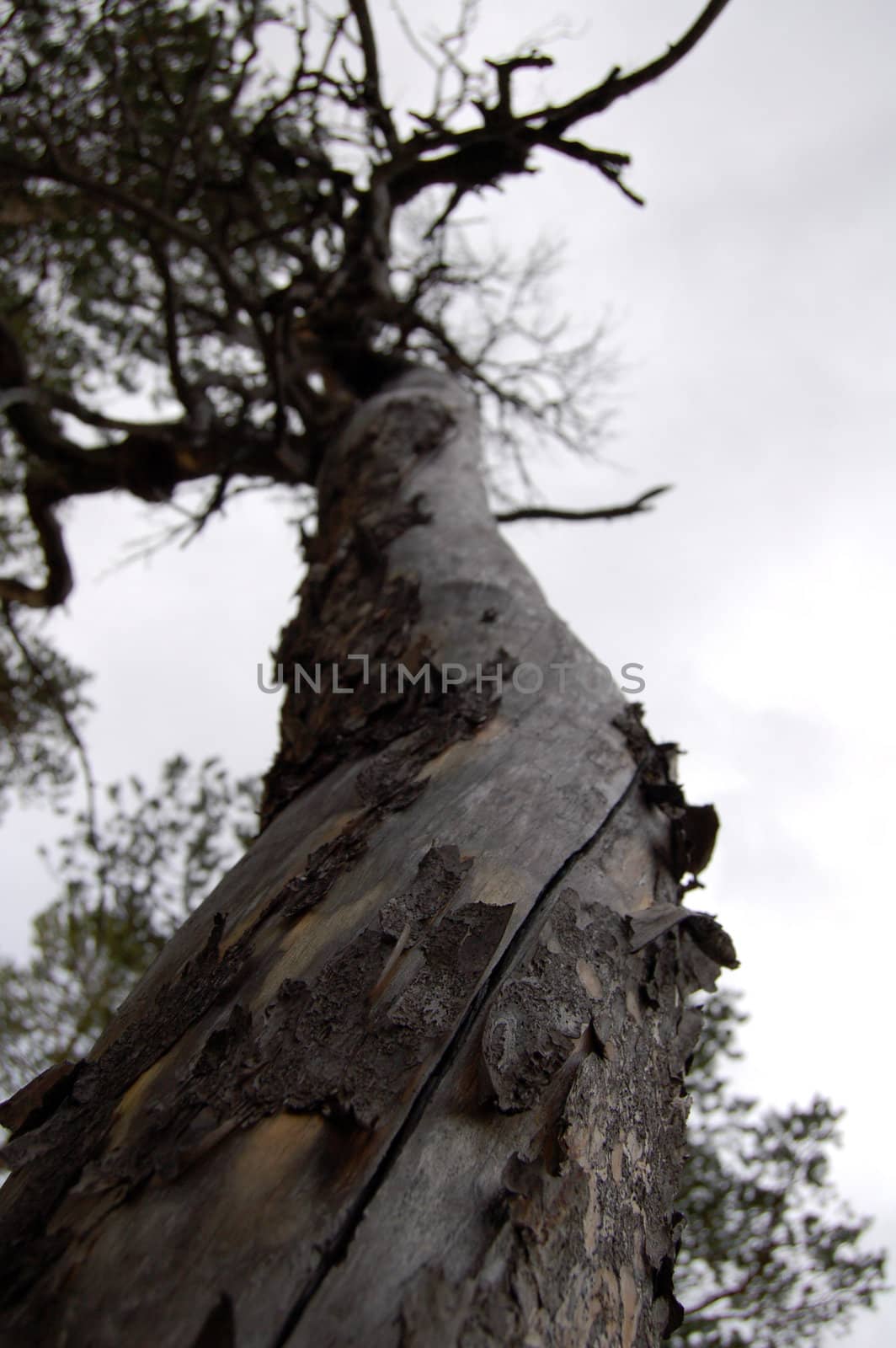 up the trunk perspective