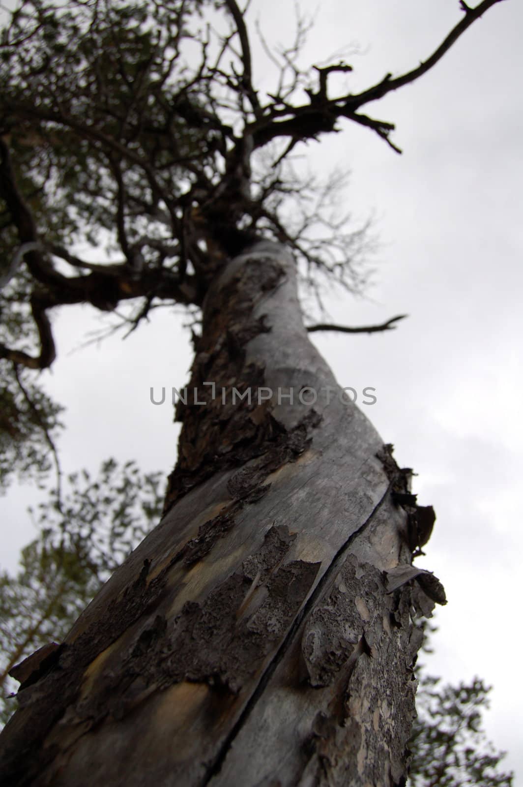 up the trunk perspective by mojly