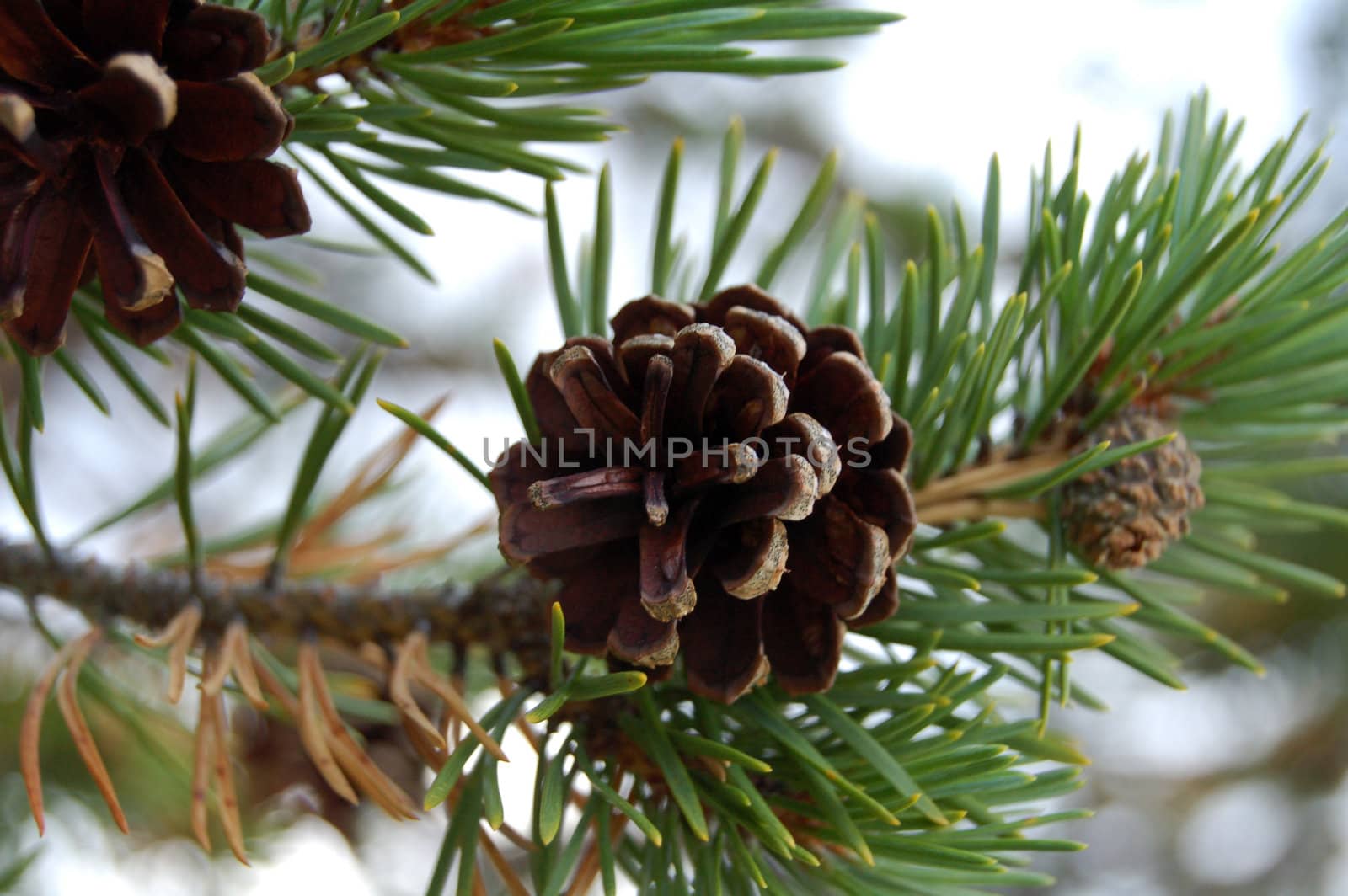 pine cone