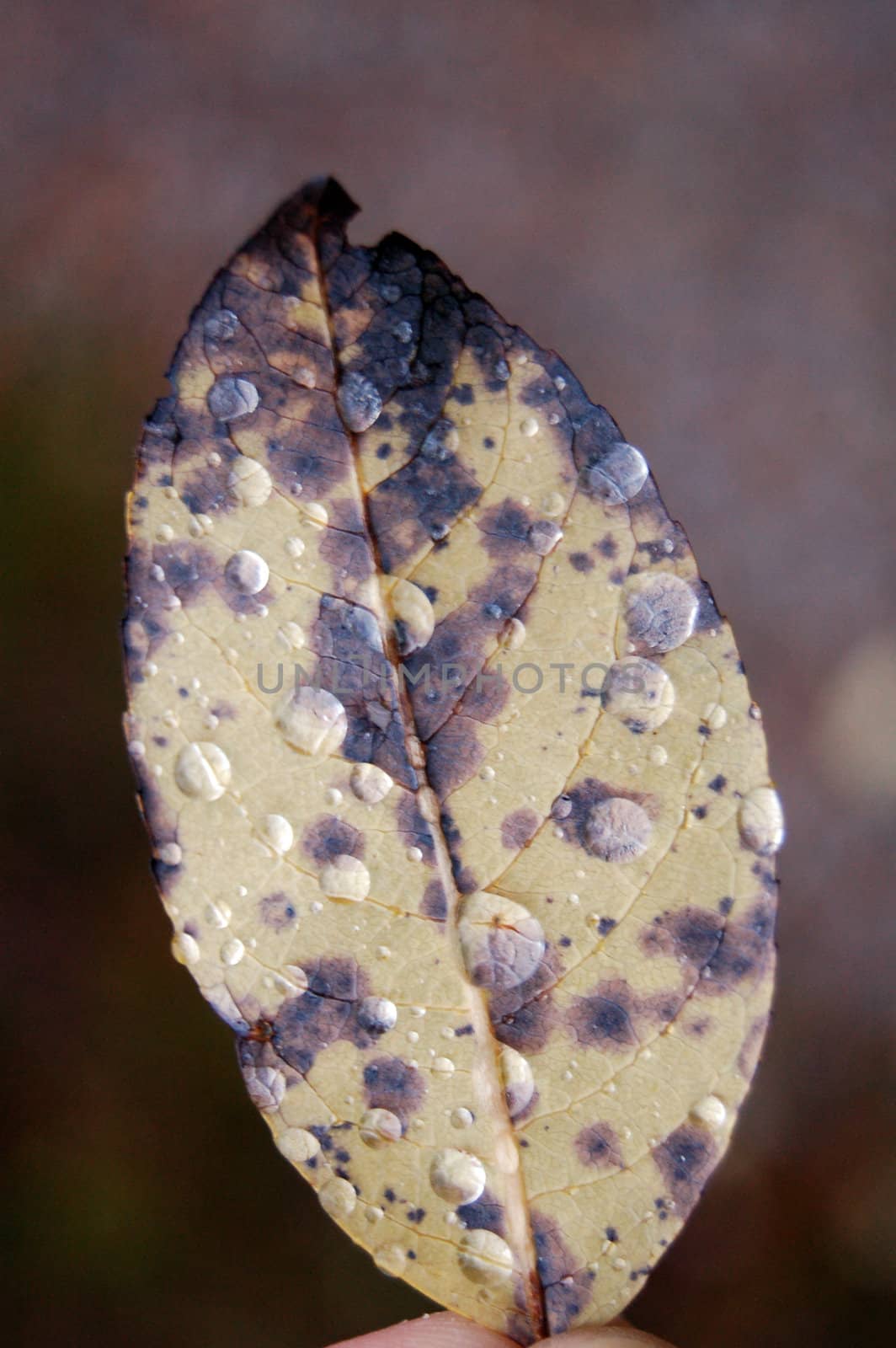 Leaf with raindrops