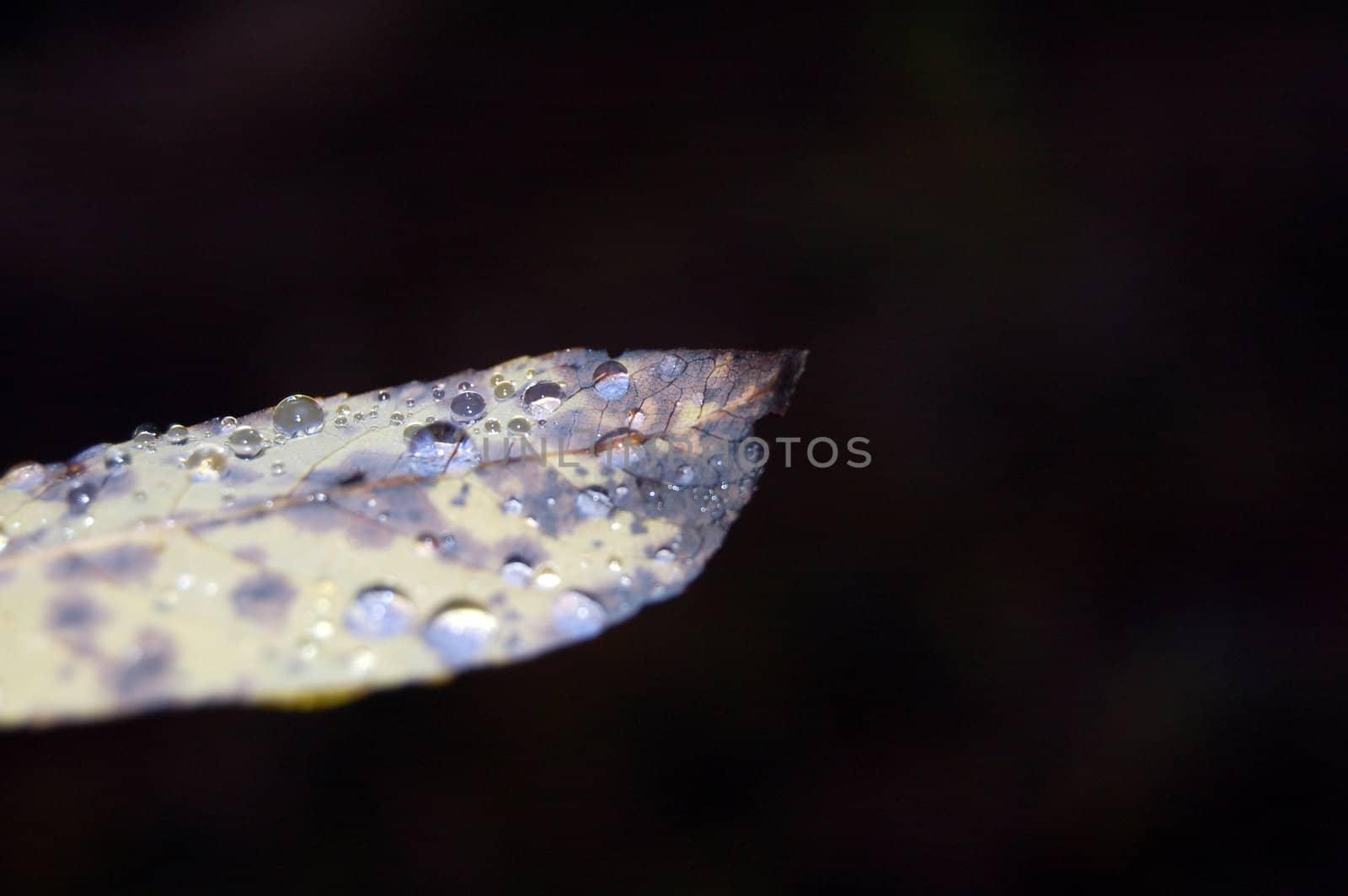 Leaf with raindrops by mojly