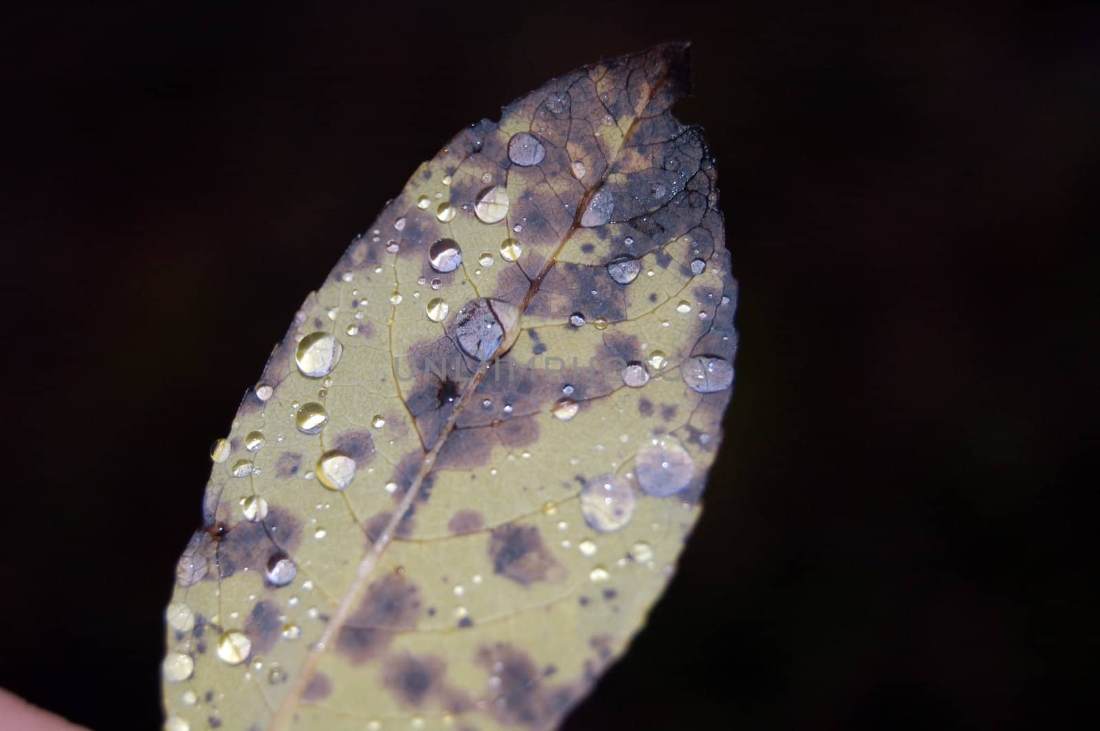 Leaf with raindrops