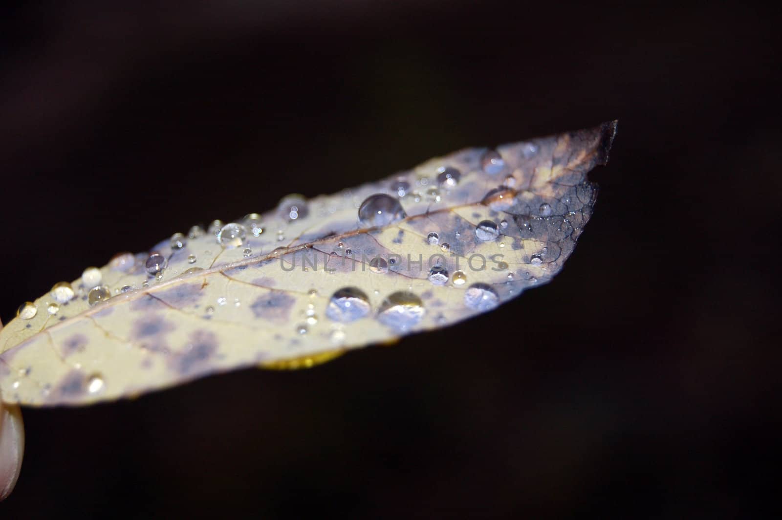 Leaf with raindrops by mojly