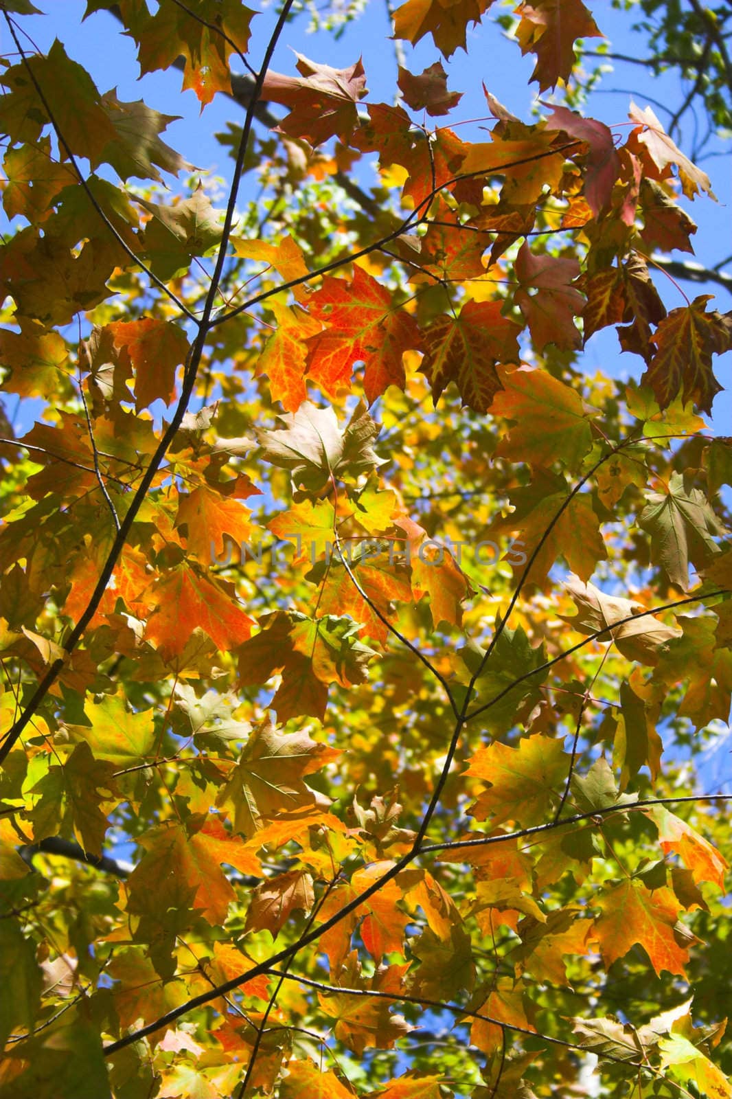 Fragment of the forest in late summer for backgrounds