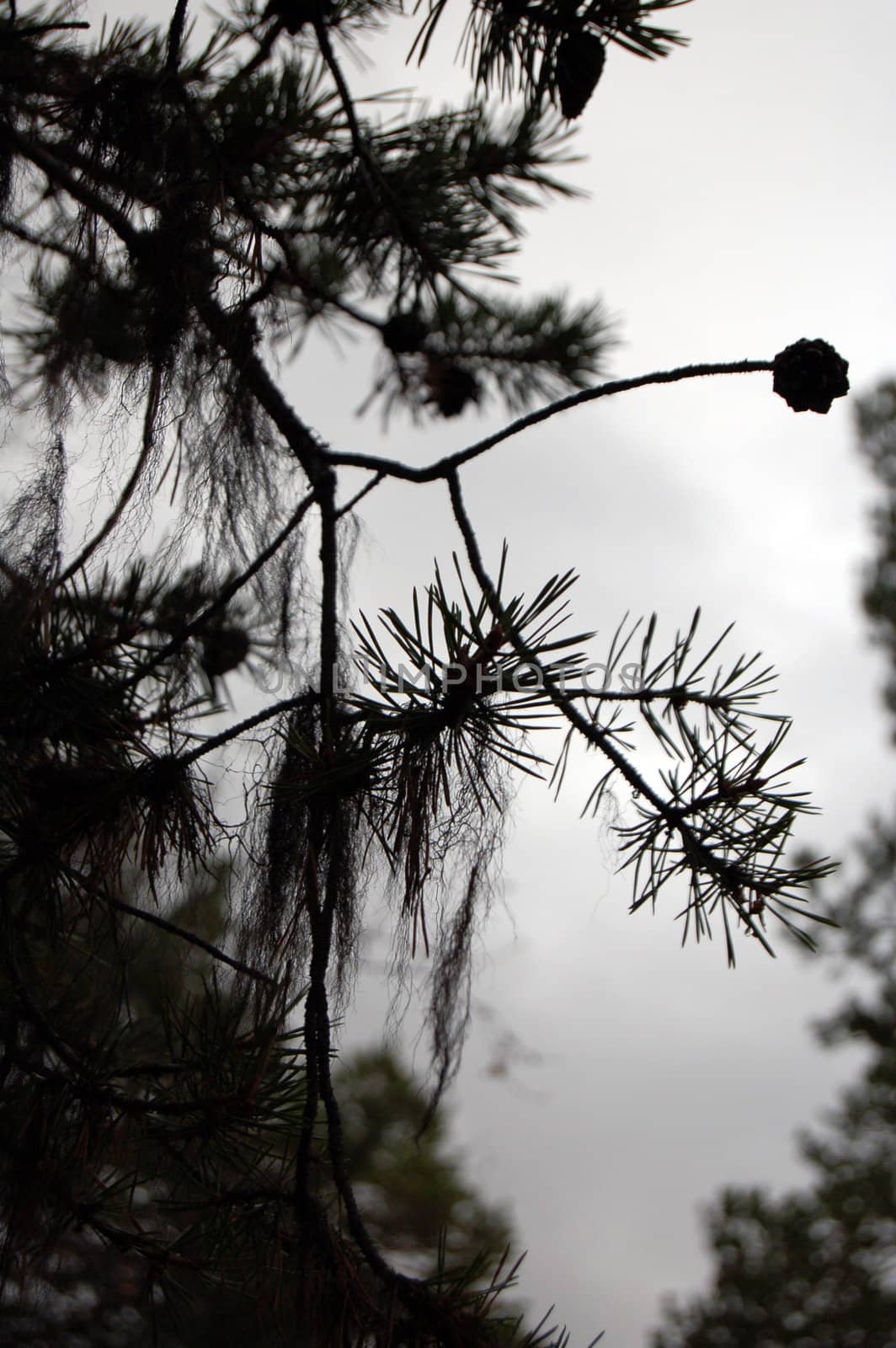 branch with cones by mojly