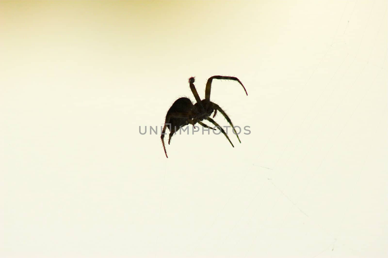Small spider sitting on the web during sunset