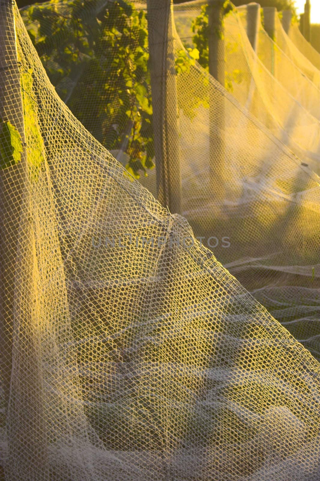 Winery in Nebraska with vines covered by a net to ptotect grapes from birds