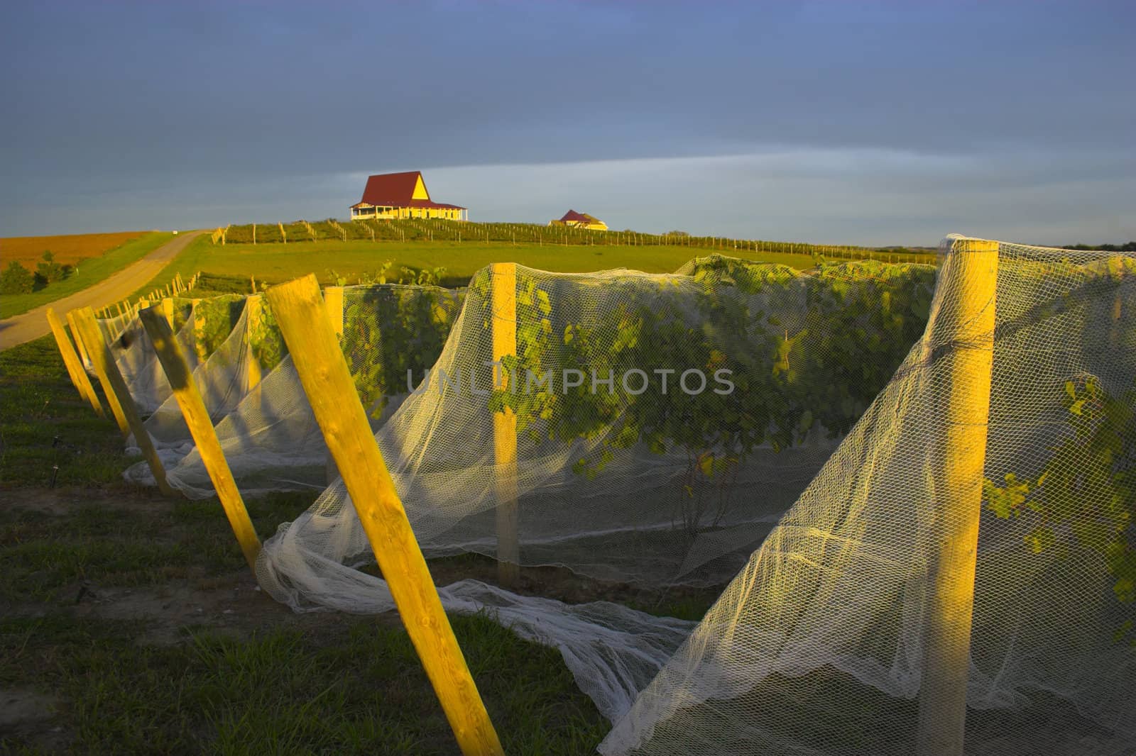 Winery in Nebraska with vines covered by a net to ptotect grapes from birds