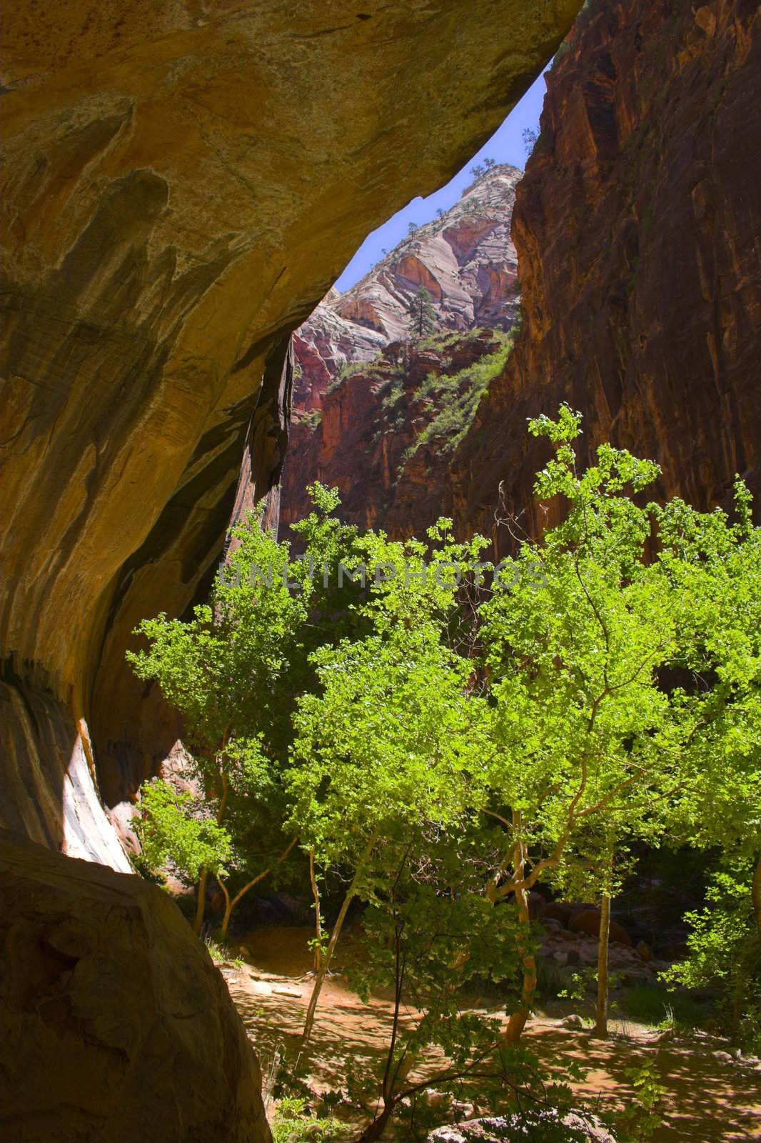 Trees inside canyons by georgeburba