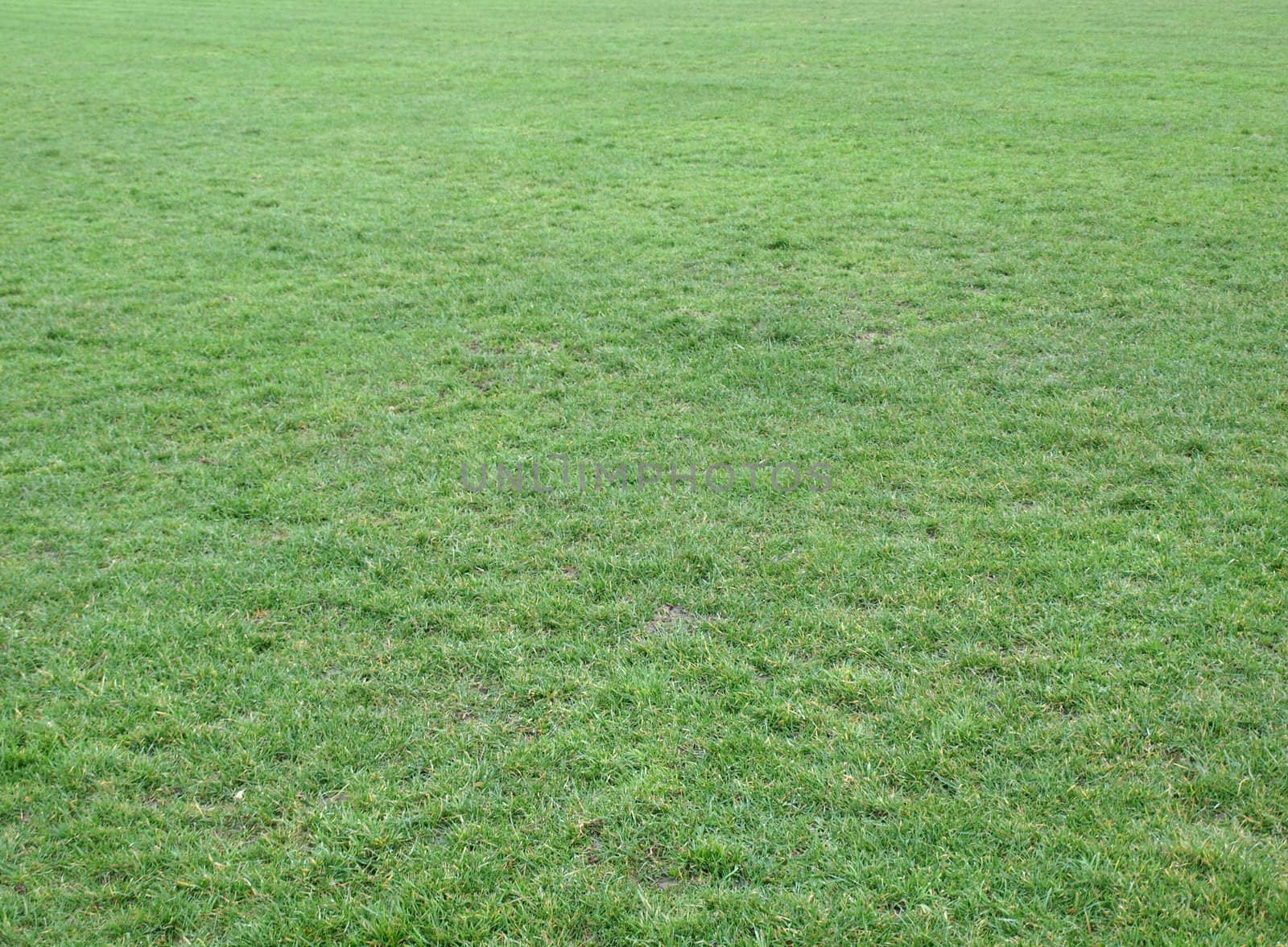 Green meadow or lawn useful as a grass background