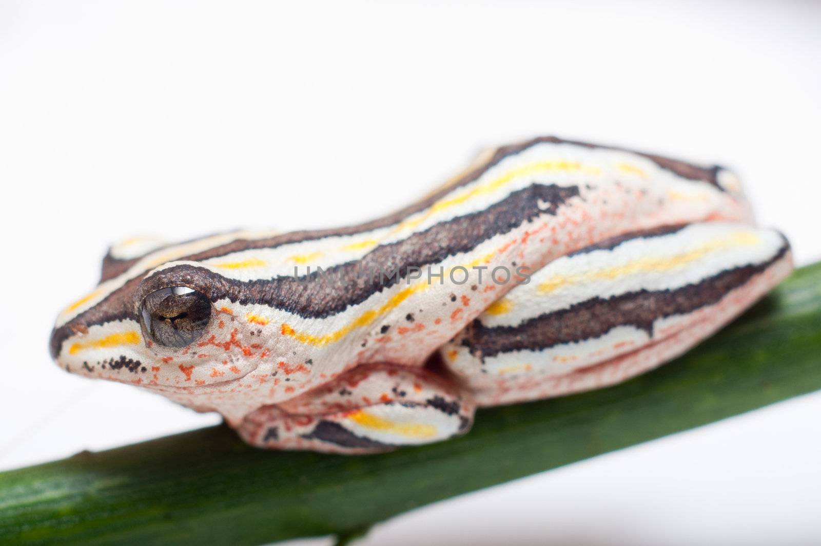 Macro of Hyperolius Marmoratus - Painted Reed Frog
