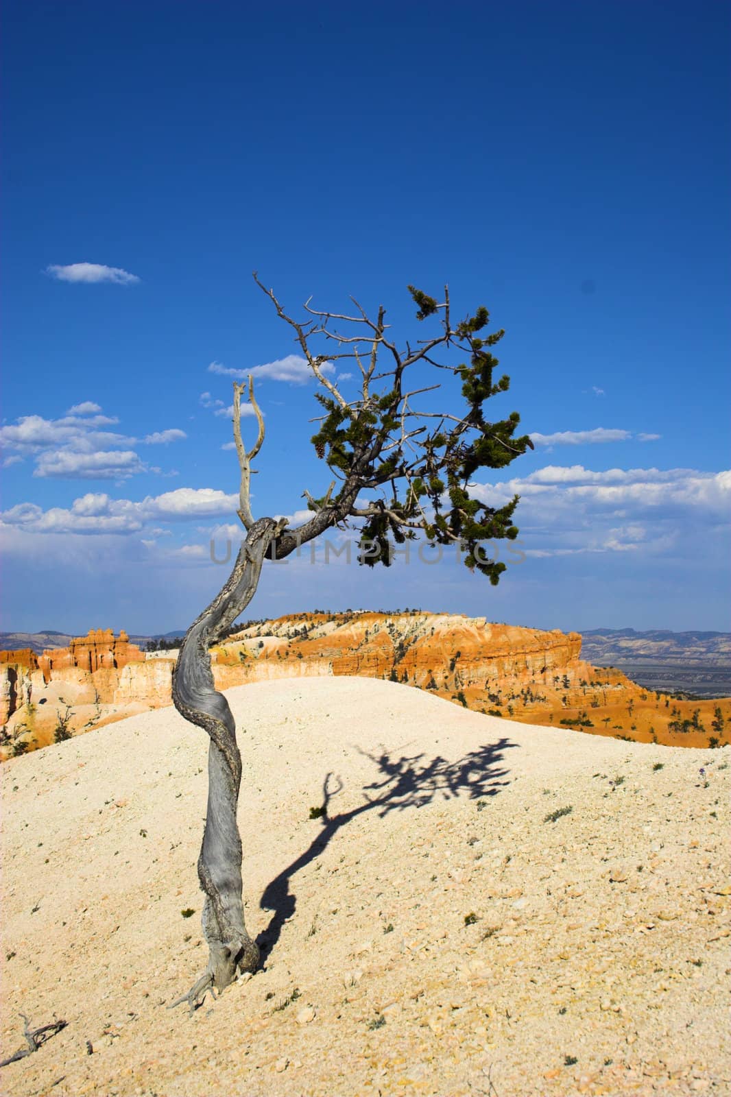 Cedars of red mountains by georgeburba