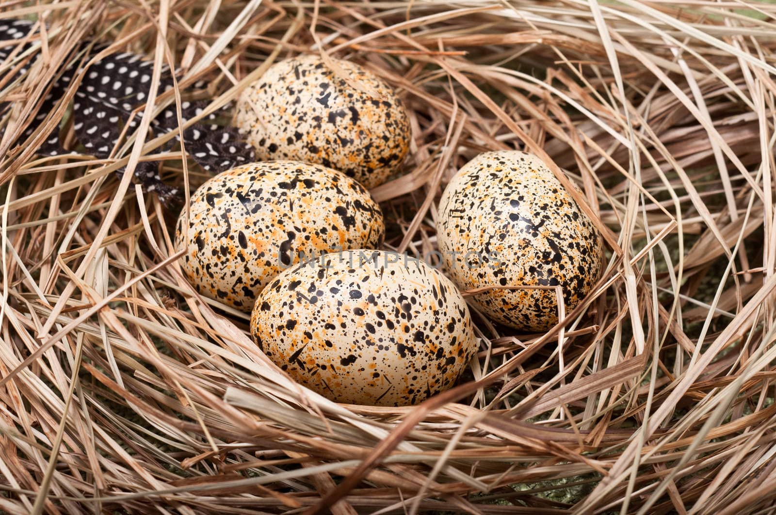 Speckled bird eggs in a grass nest