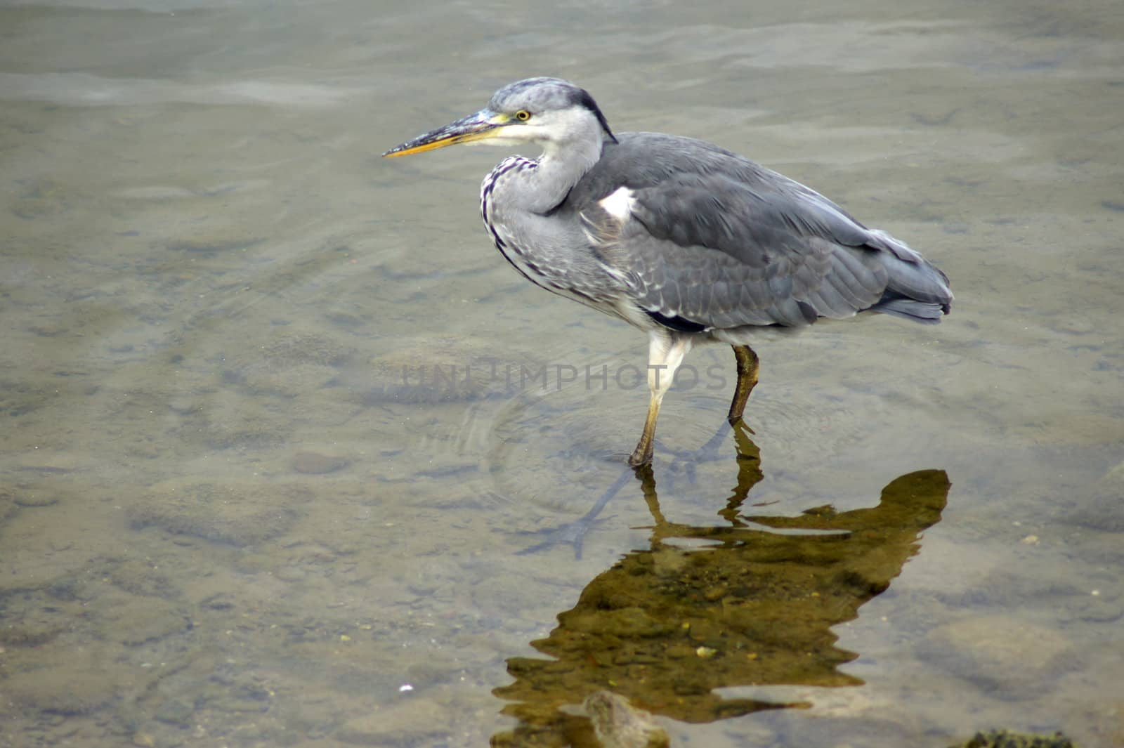 A Heron standing in the lake in Canada Water.