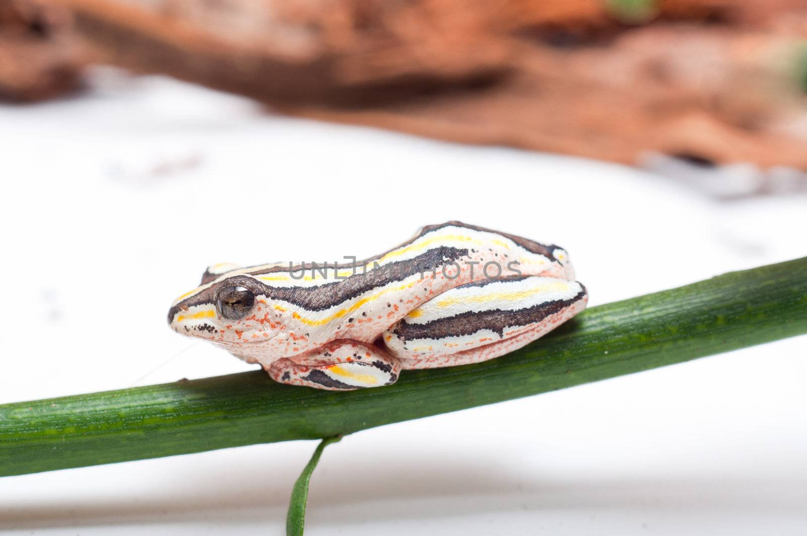 Closeup of Hyperolius Marmoratus - Painted Reed Frog