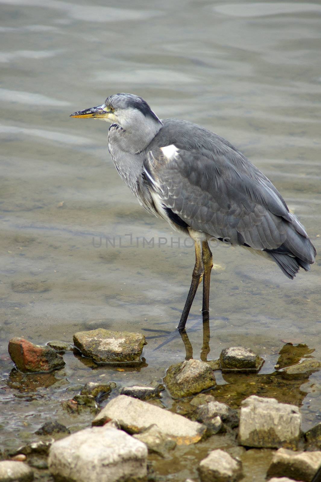 Heron in Canada Water by harveysart