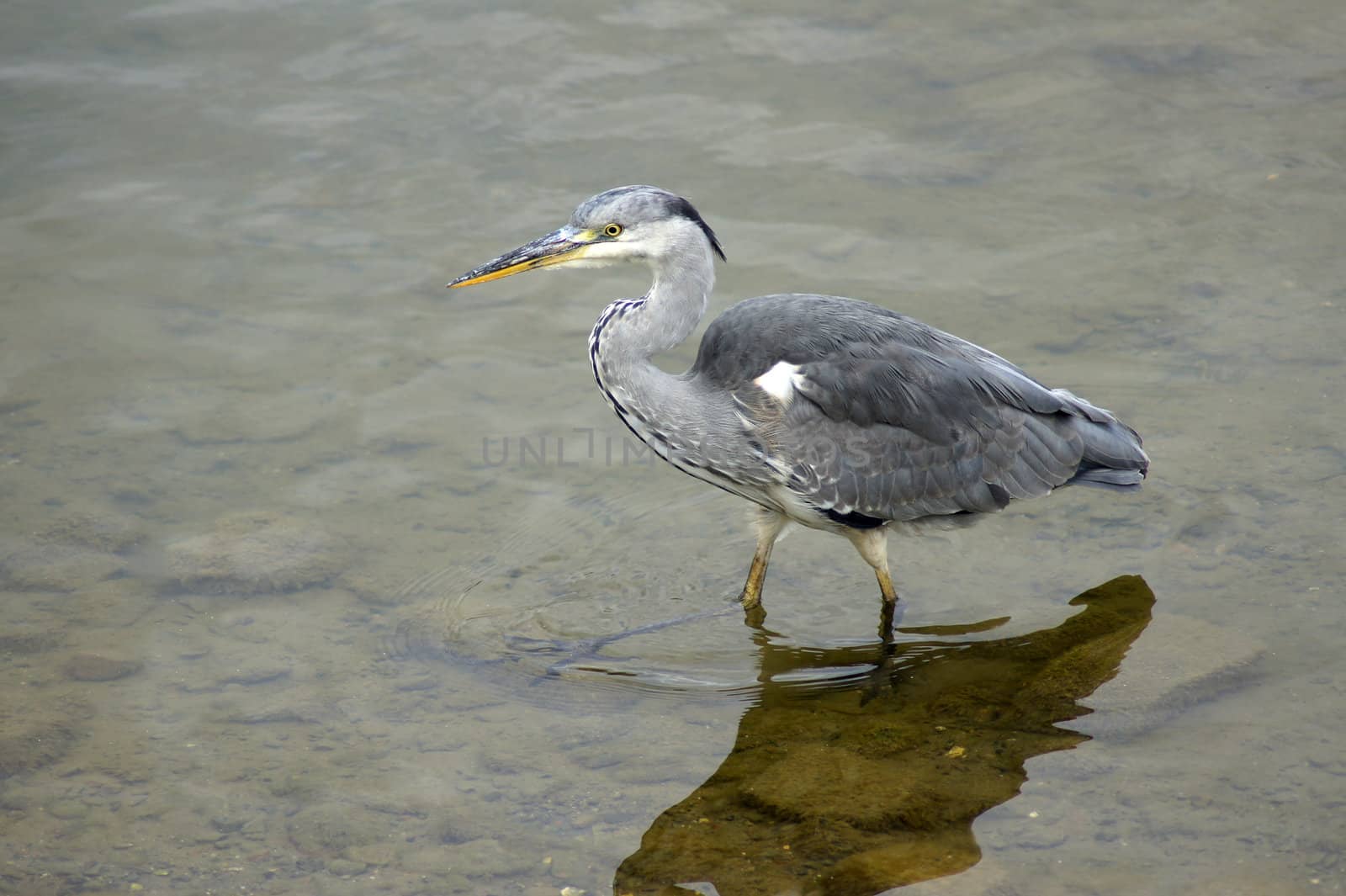 Heron in Canada Water by harveysart