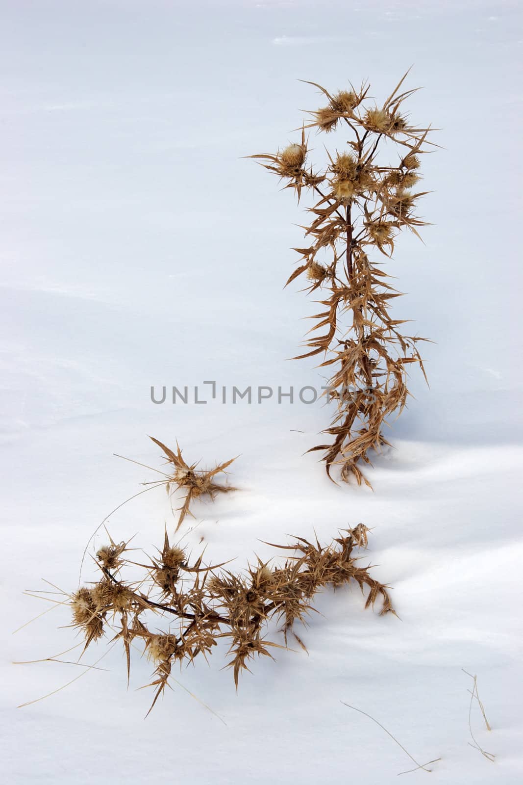 Withered thistle in deep snow at Mount Ararat slopes, eastern Turkey.