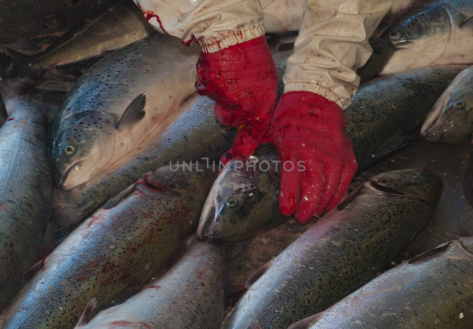 From a salmon packing plant in Norway