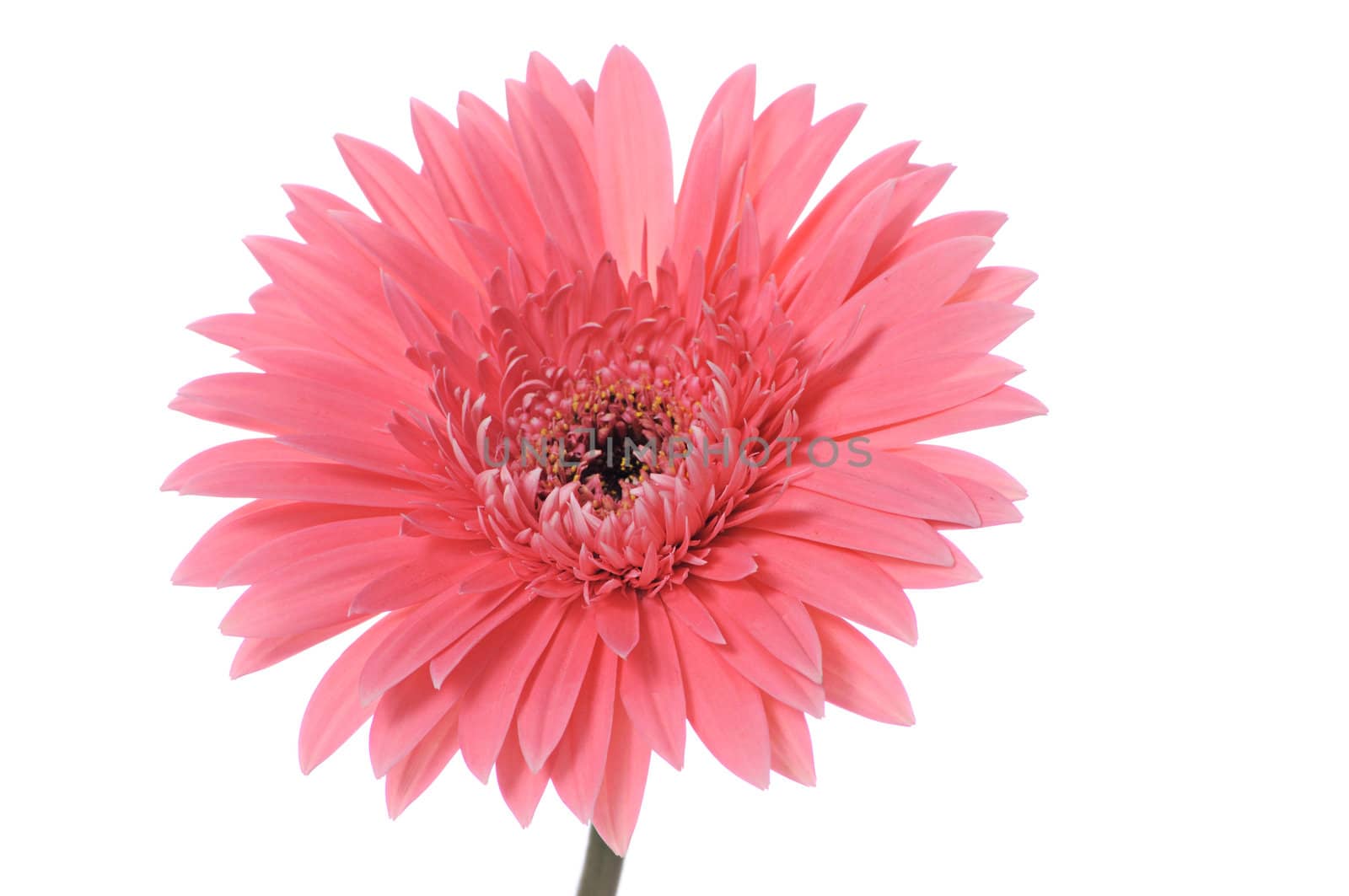 pink flower isolated on white background