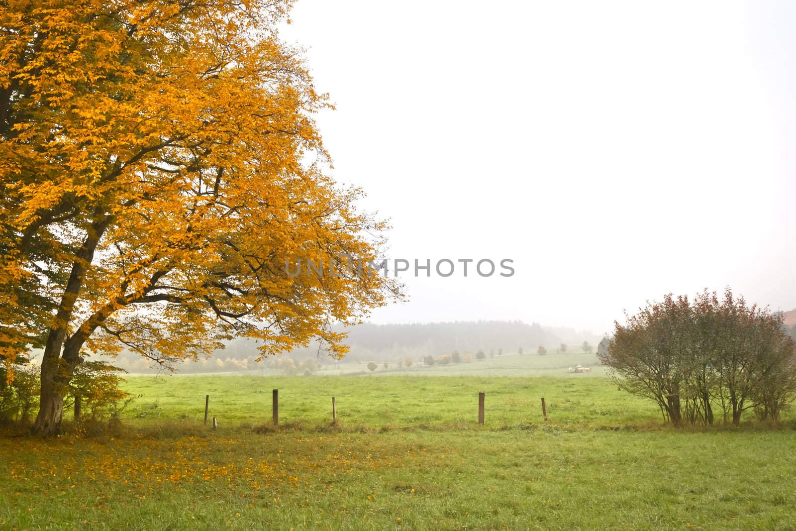 An image of a nice autumn leaf background