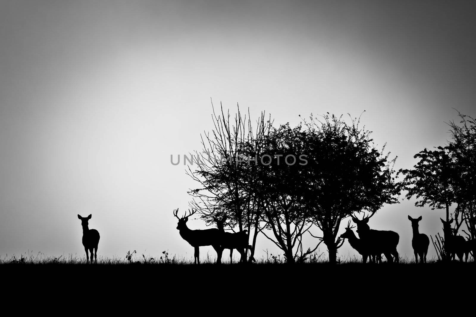 An image of some deer in the morning mist