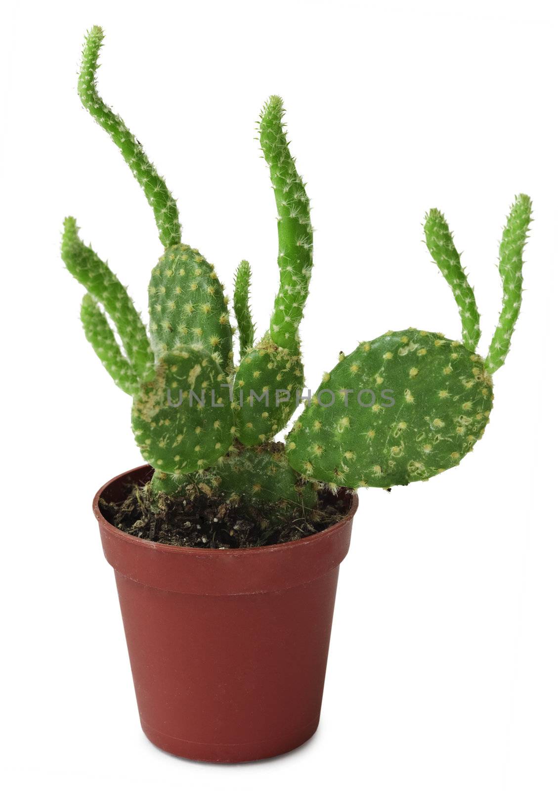 Opuntia - a cactus in a brown pot on a white background
