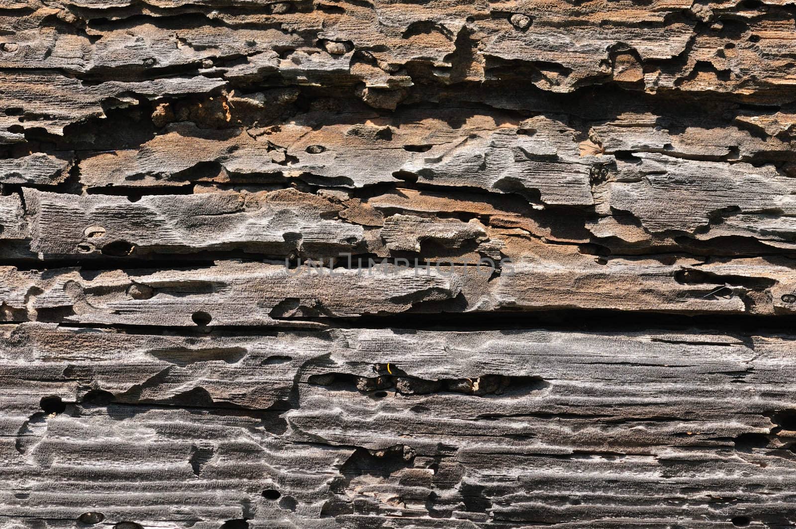 textured wood of very old tree