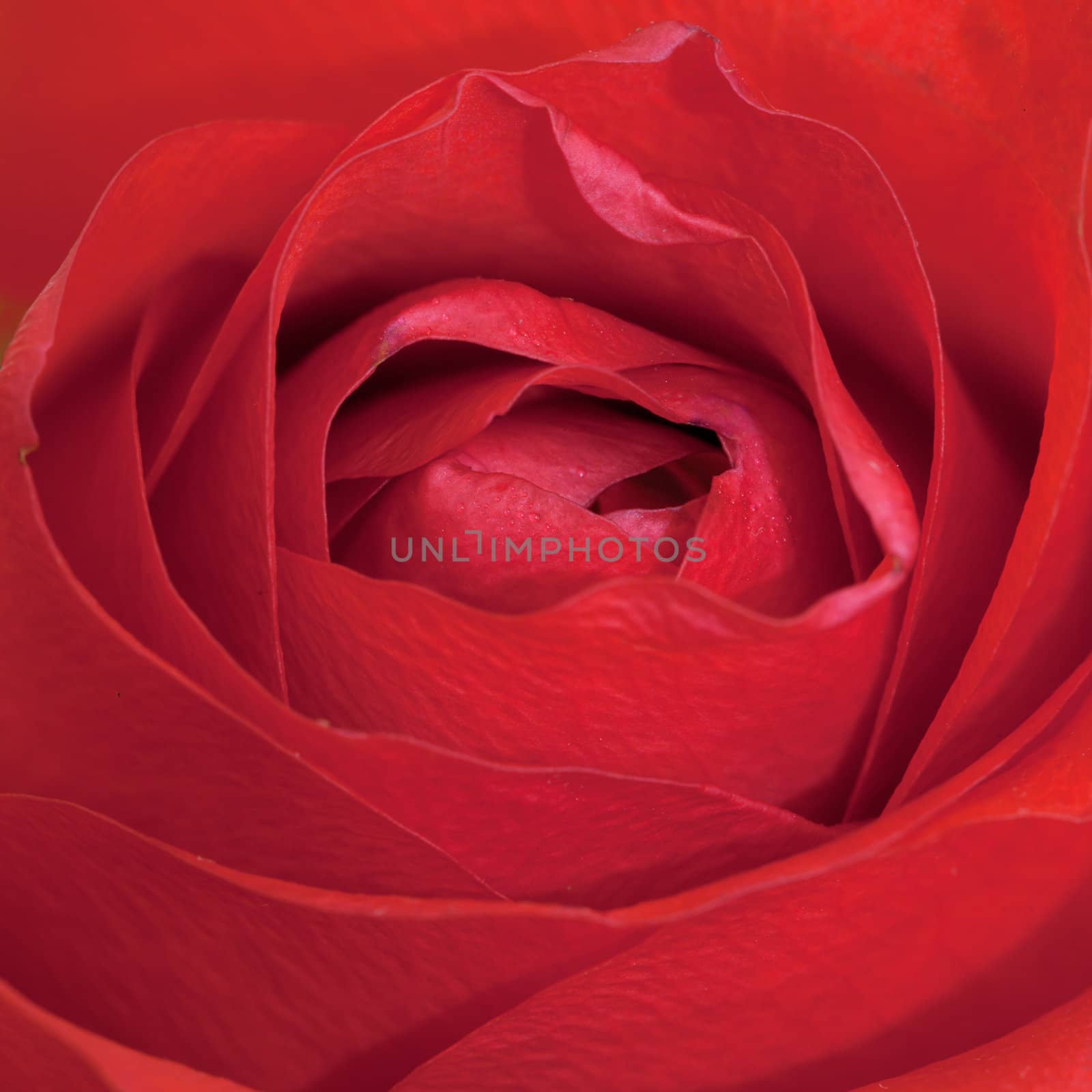 Red rose close up - a square picture