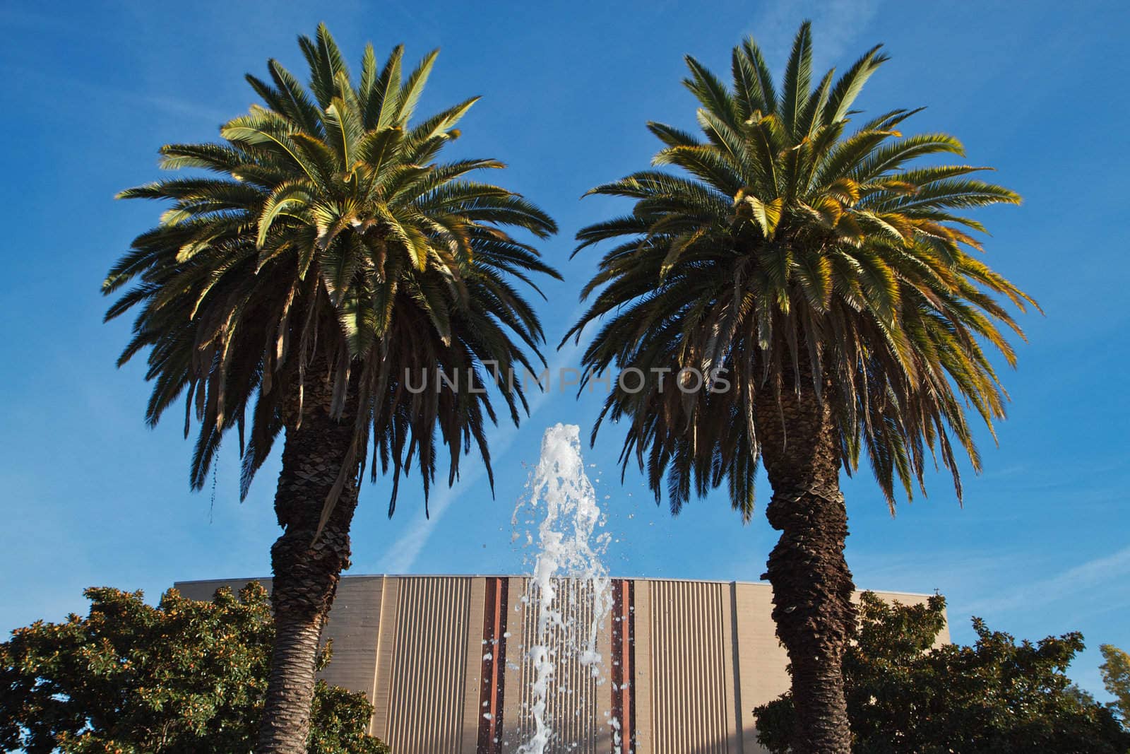 Water fountain in between two palm trees wita background of a building and blue sky