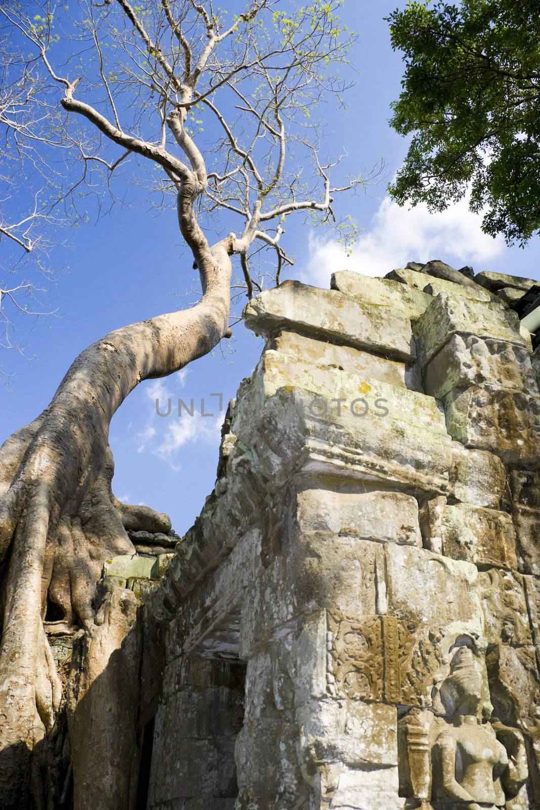 Image of an enormous tree entwining the entrance to Ta Prohm, a UNESCO World Heritage Site located at Siem Reap, Cambodia. This is one of the temples in Siem Reap where the Hollywood movie Lara Croft Tomb Raider was filmed at.