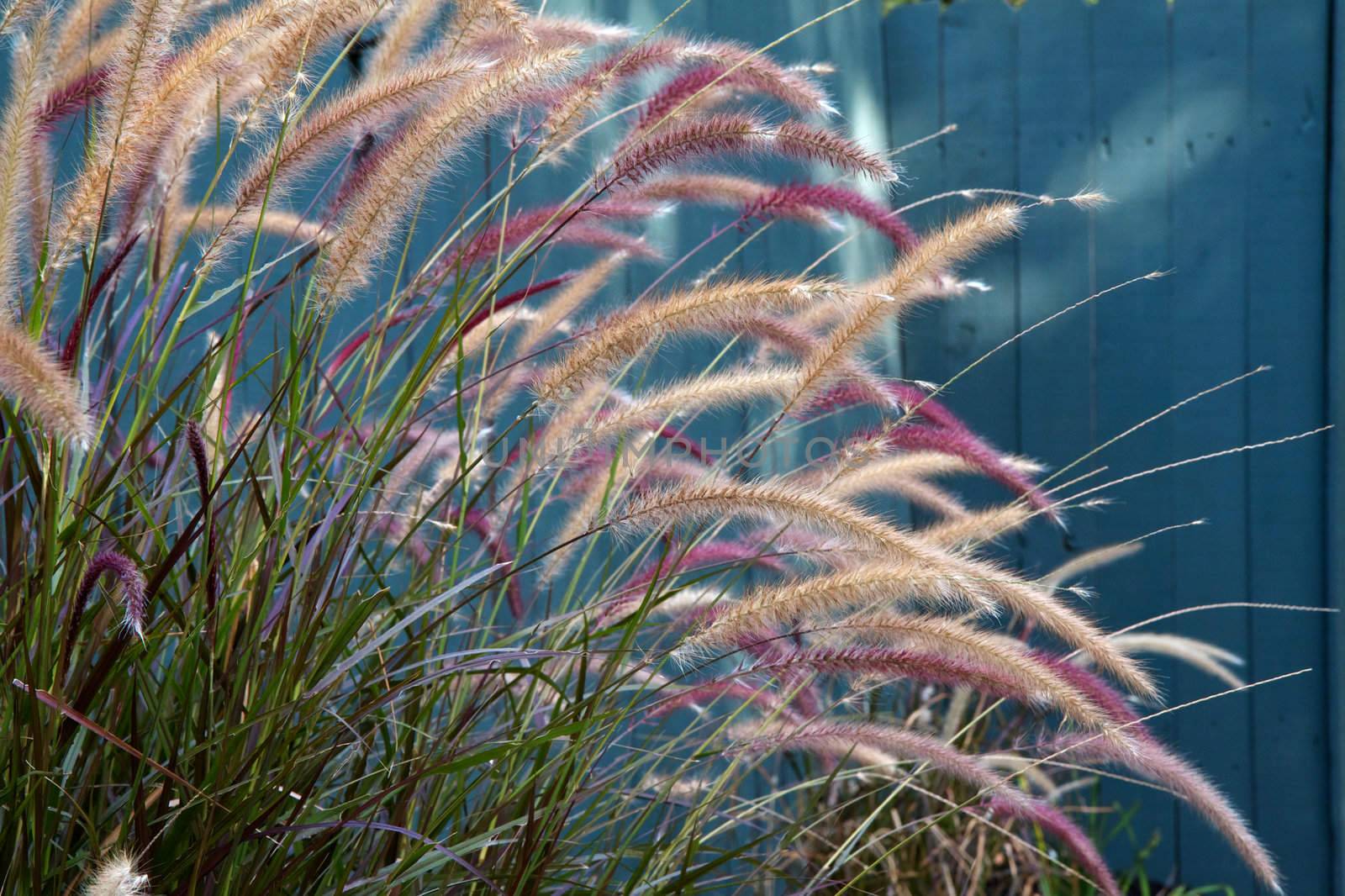 Beige and magenta swamp grass with a soft focus turquoise fence