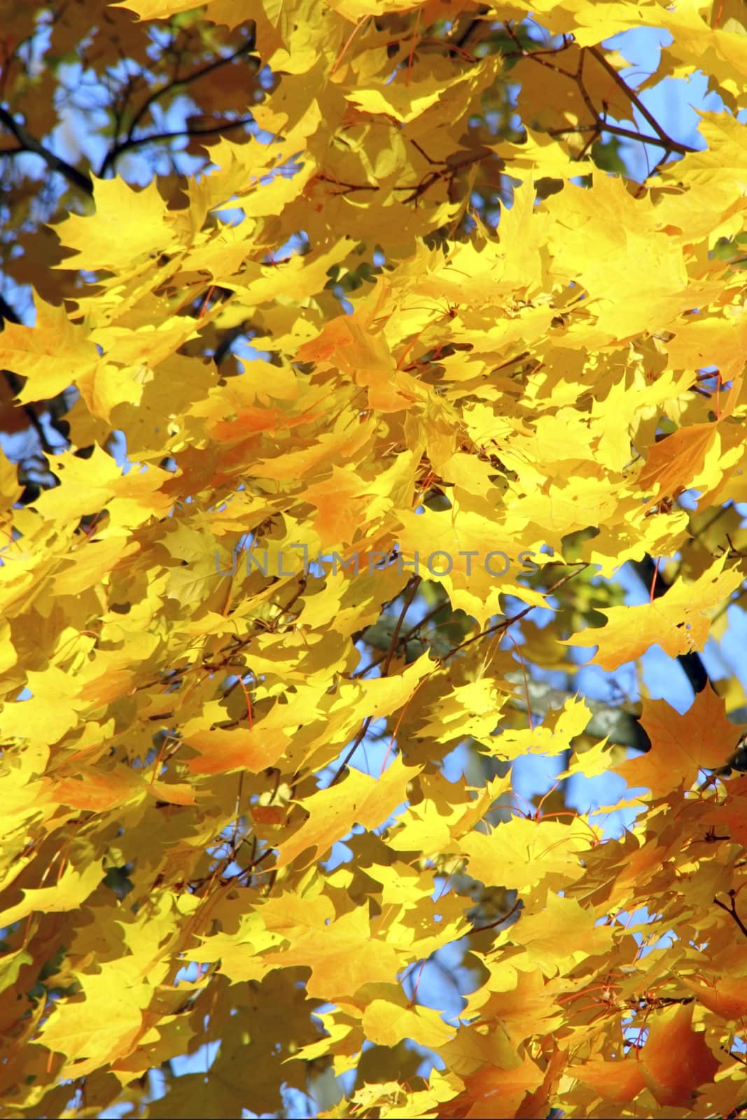 autumn maples by vadimone