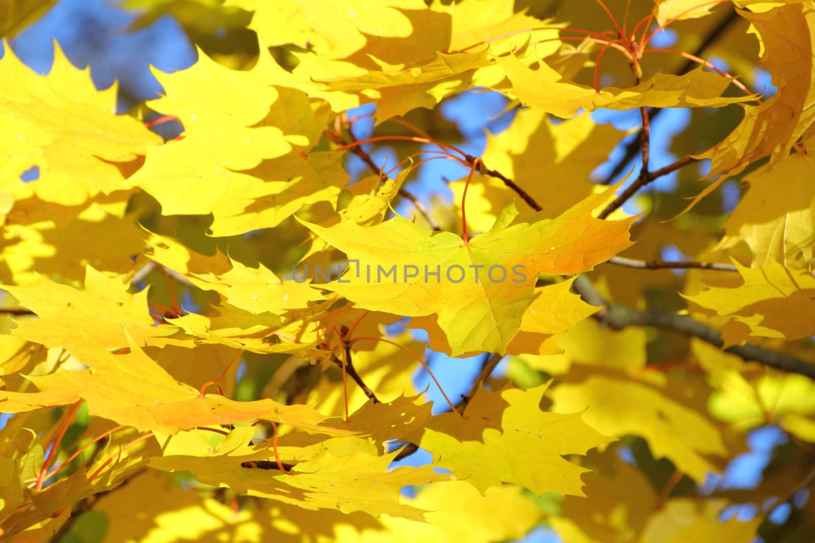 yellow autumn leaves by vadimone