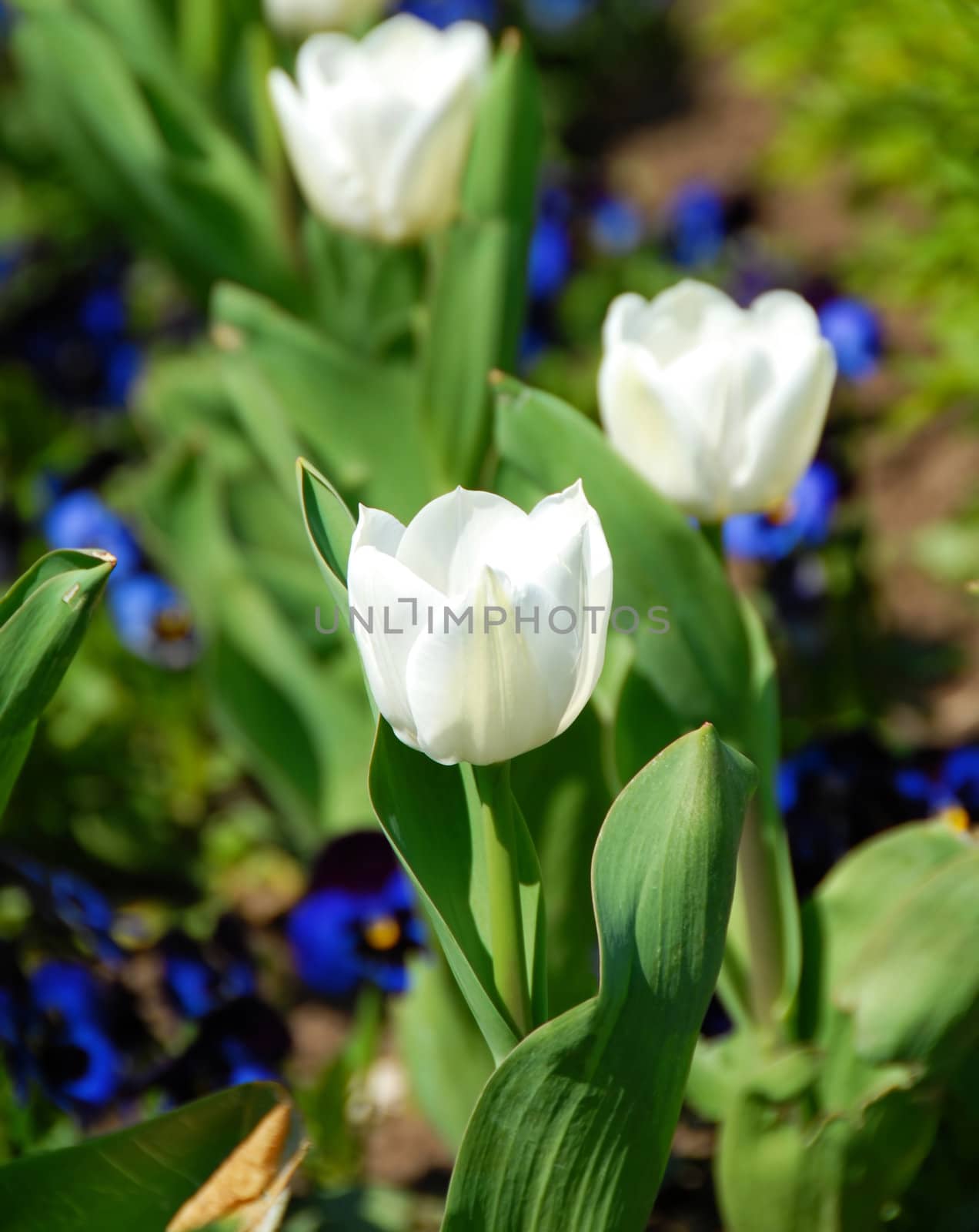white blooming tulips outdoor on flowerbed at spring
