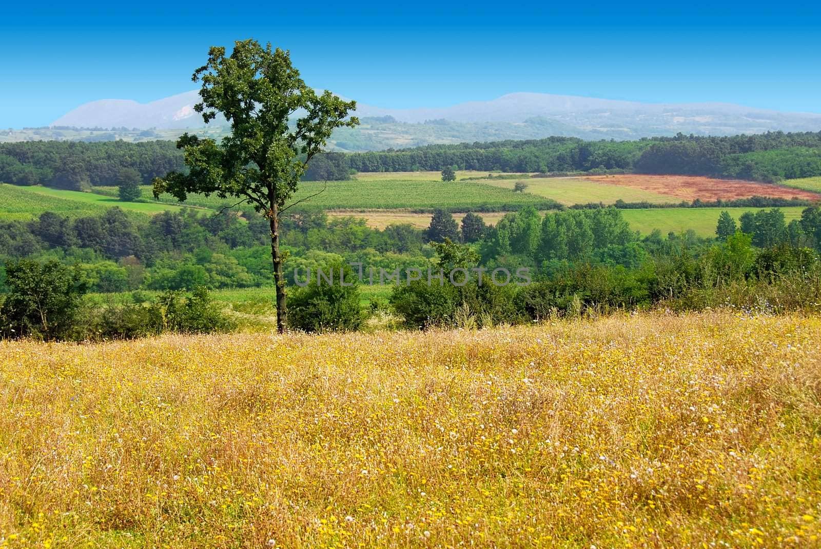 summer rural landscape with lonely tree in serbia