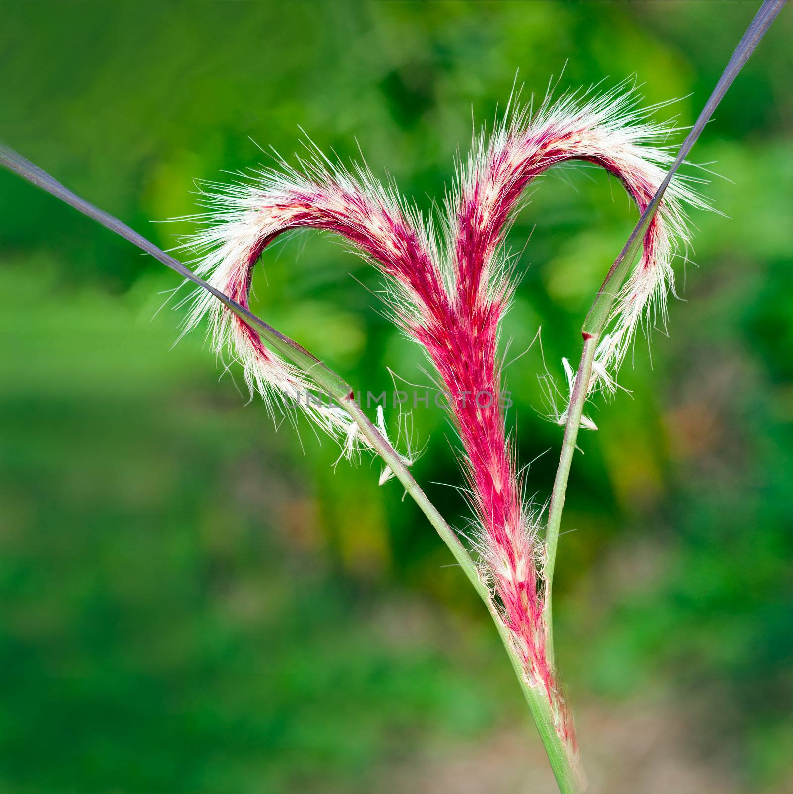 A beautiful vibrant red grass flower forming a love heart with a green natural background