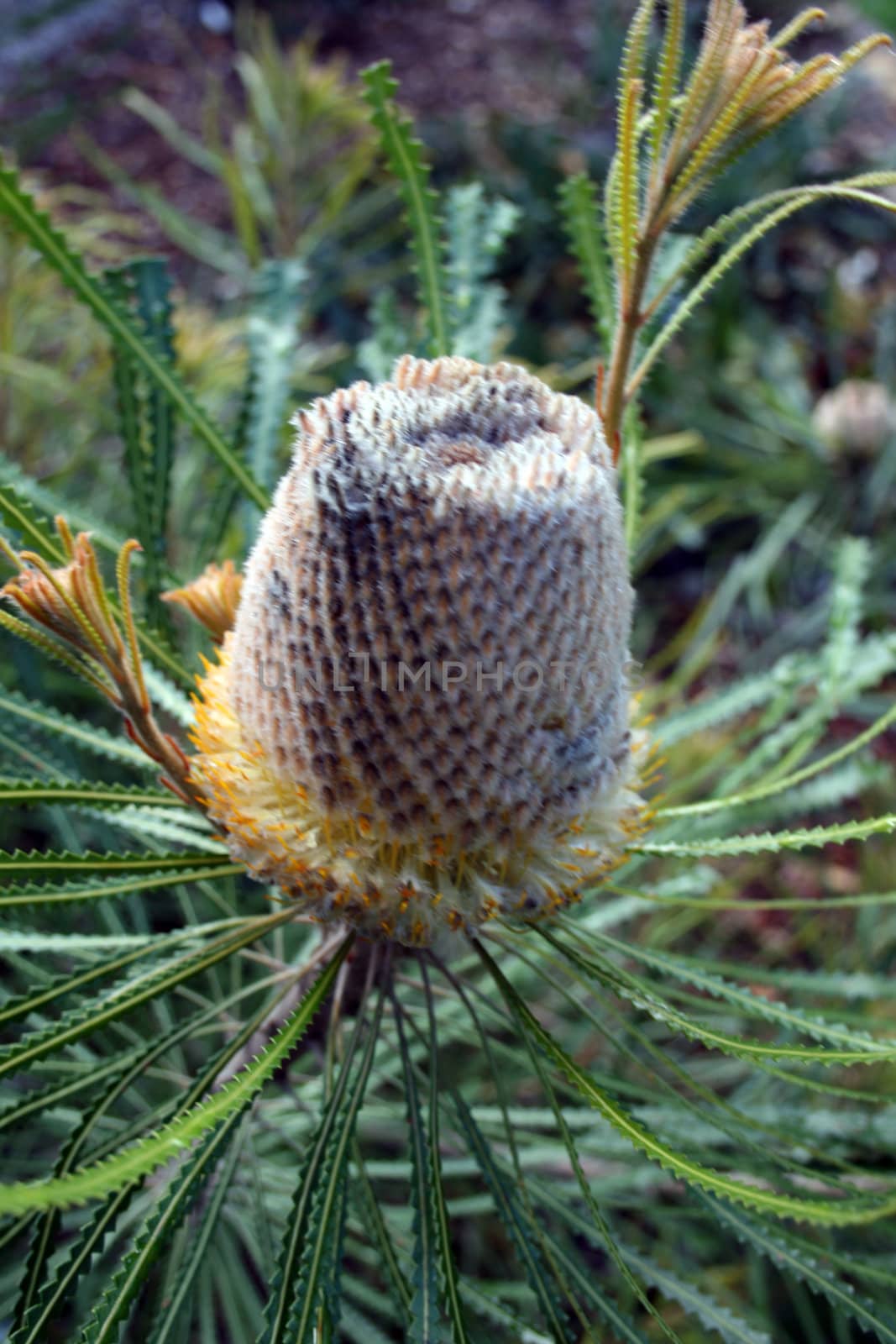 Banksia speciosa by rogerrosentreter