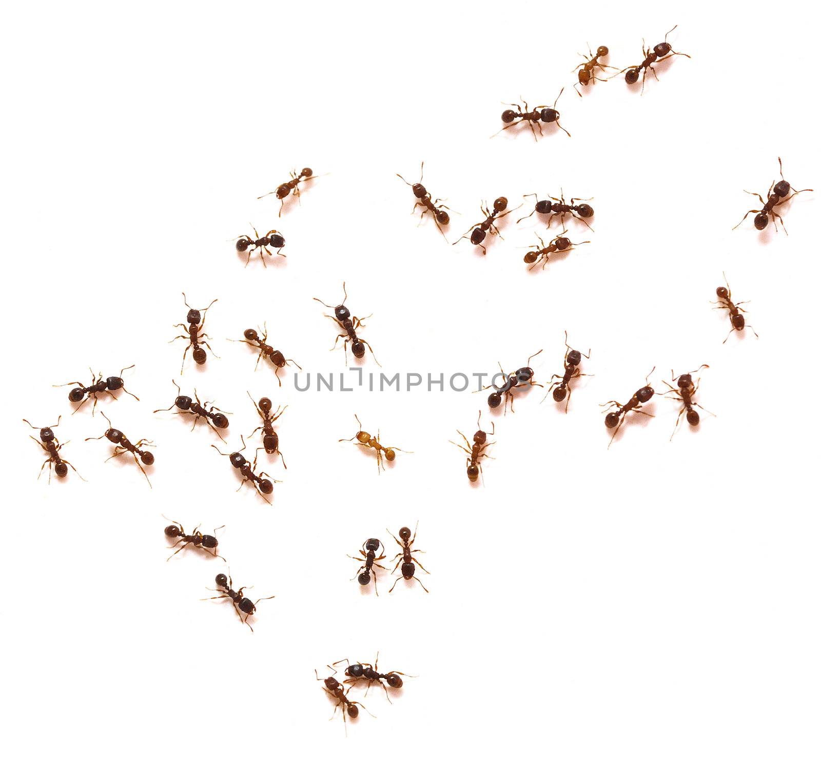 Ants isolated over white background.