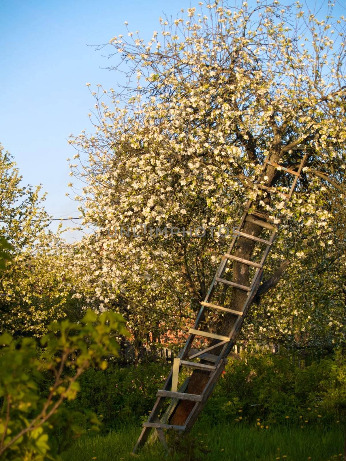 Apple-tree in spring with upward ladder