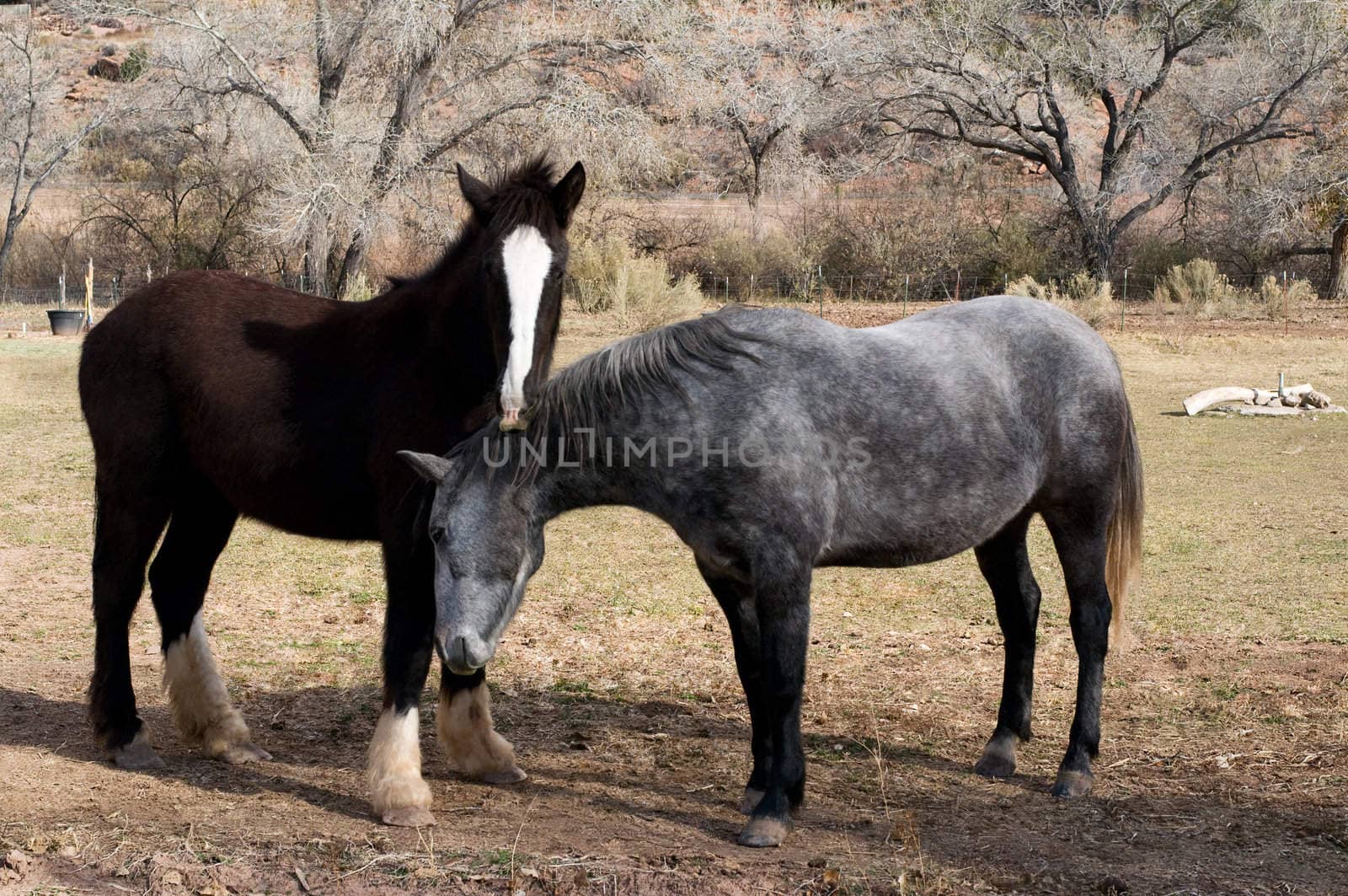 A full-length view of two horses caressing on a sunny winter day in Utah countryside. The file contains an embedded clipping path.
